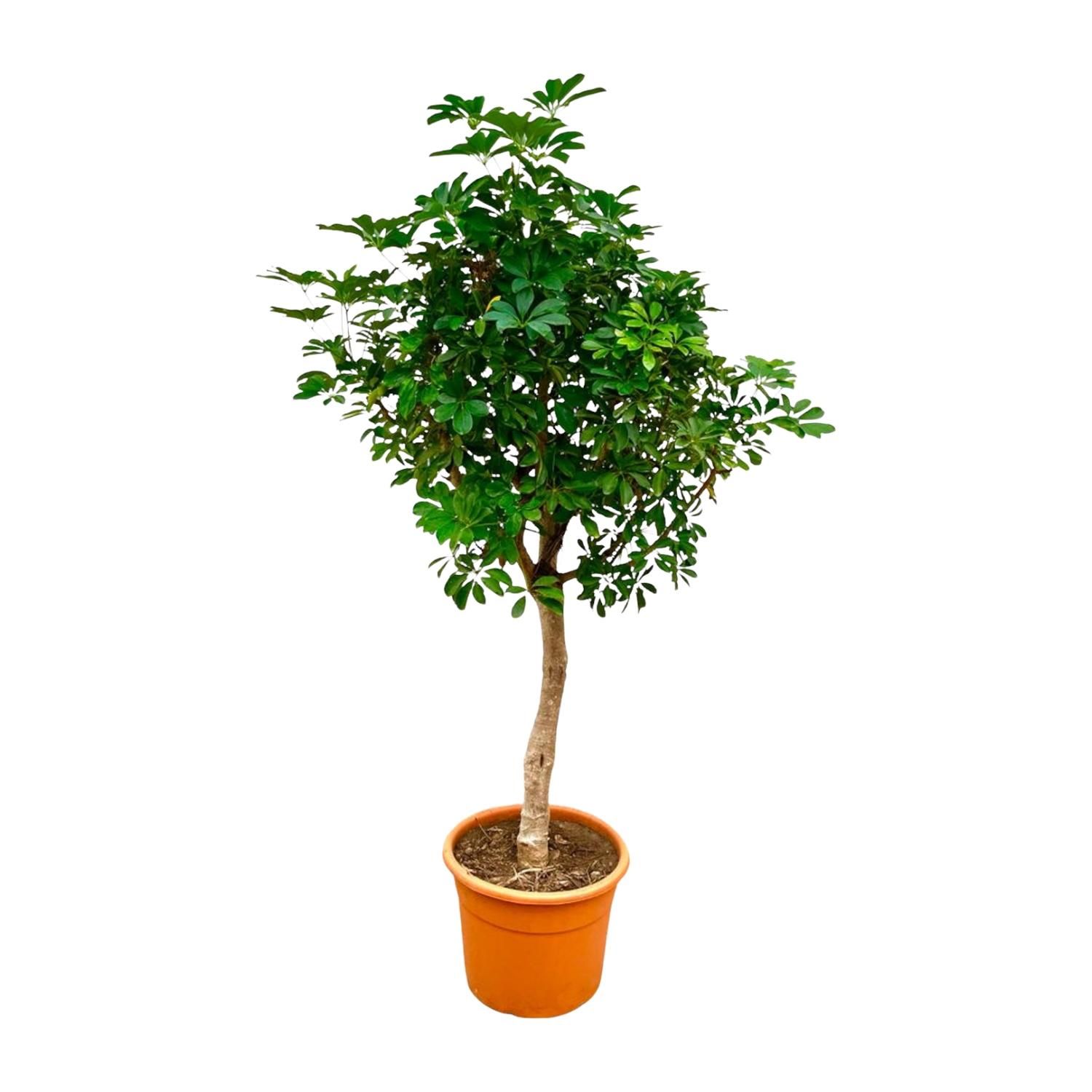 Schefflera Strahlenaralie auf Stamm Indoorpflanze