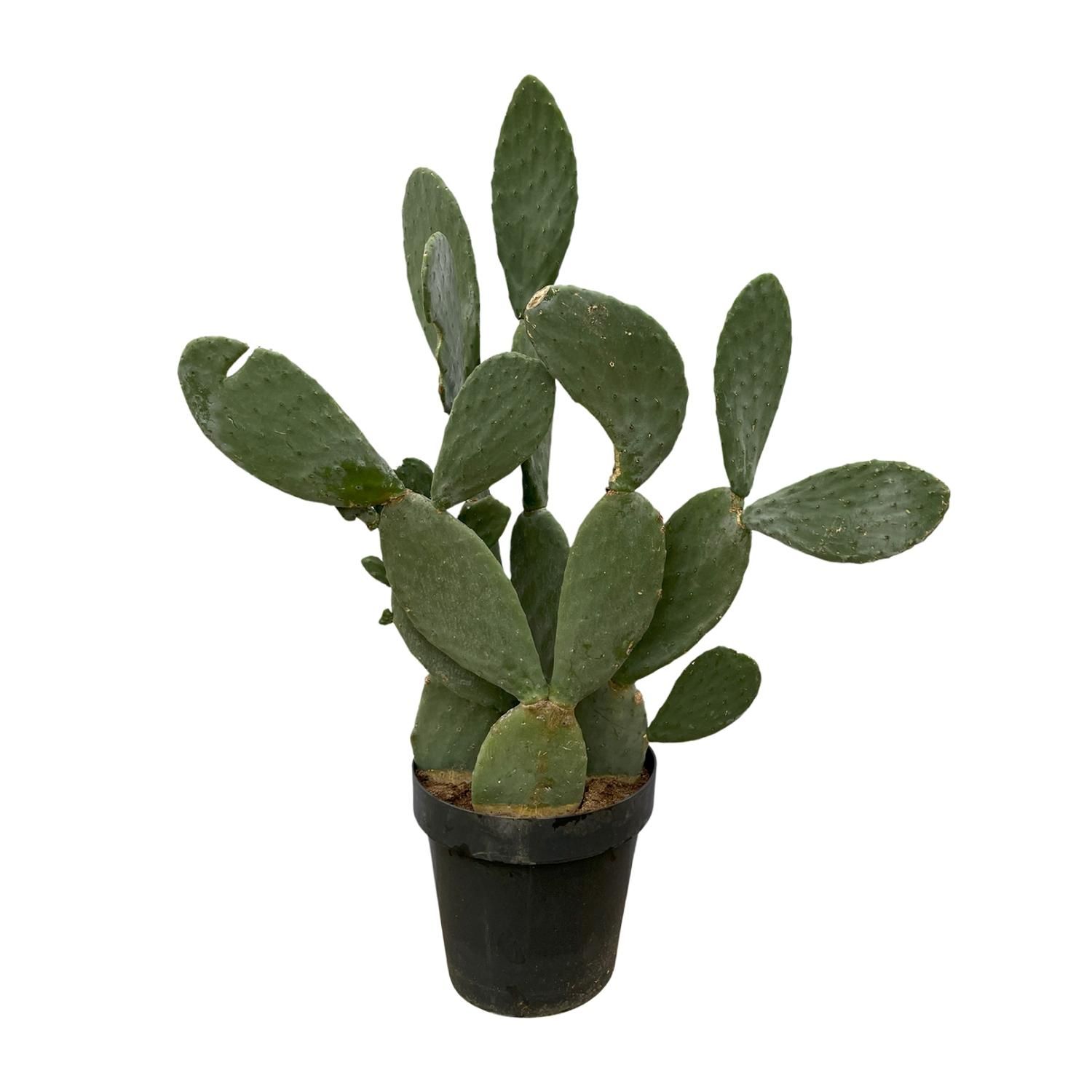 Opuntia Ficus Indica Kaktus