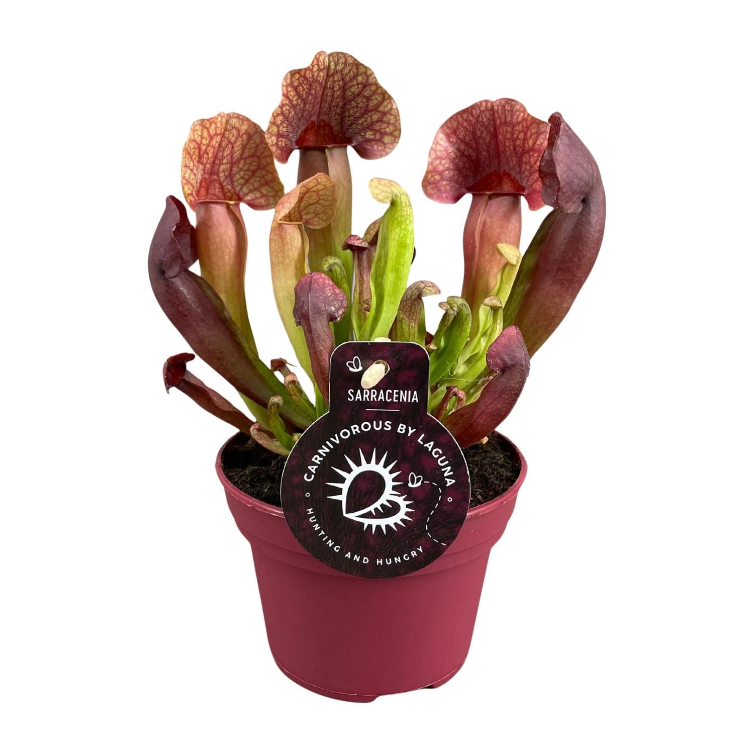 Sarracenia Catesbaei – Fleischfressende Pflanze – Insektenschutz
