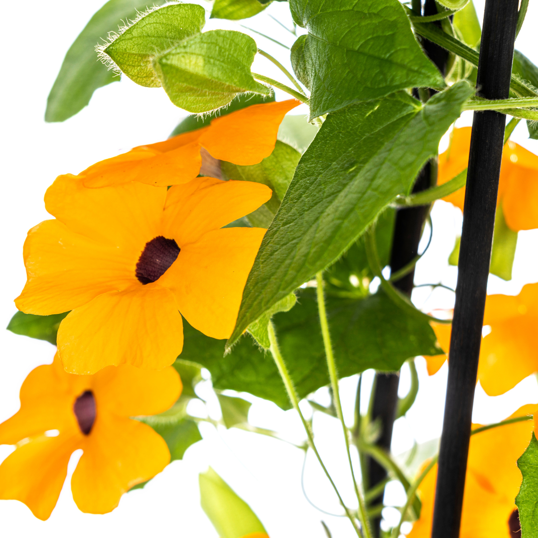 4x Thunbergia alata | Schwarzäugige Susanne | Hängepflanze | Ø13cm Topf
