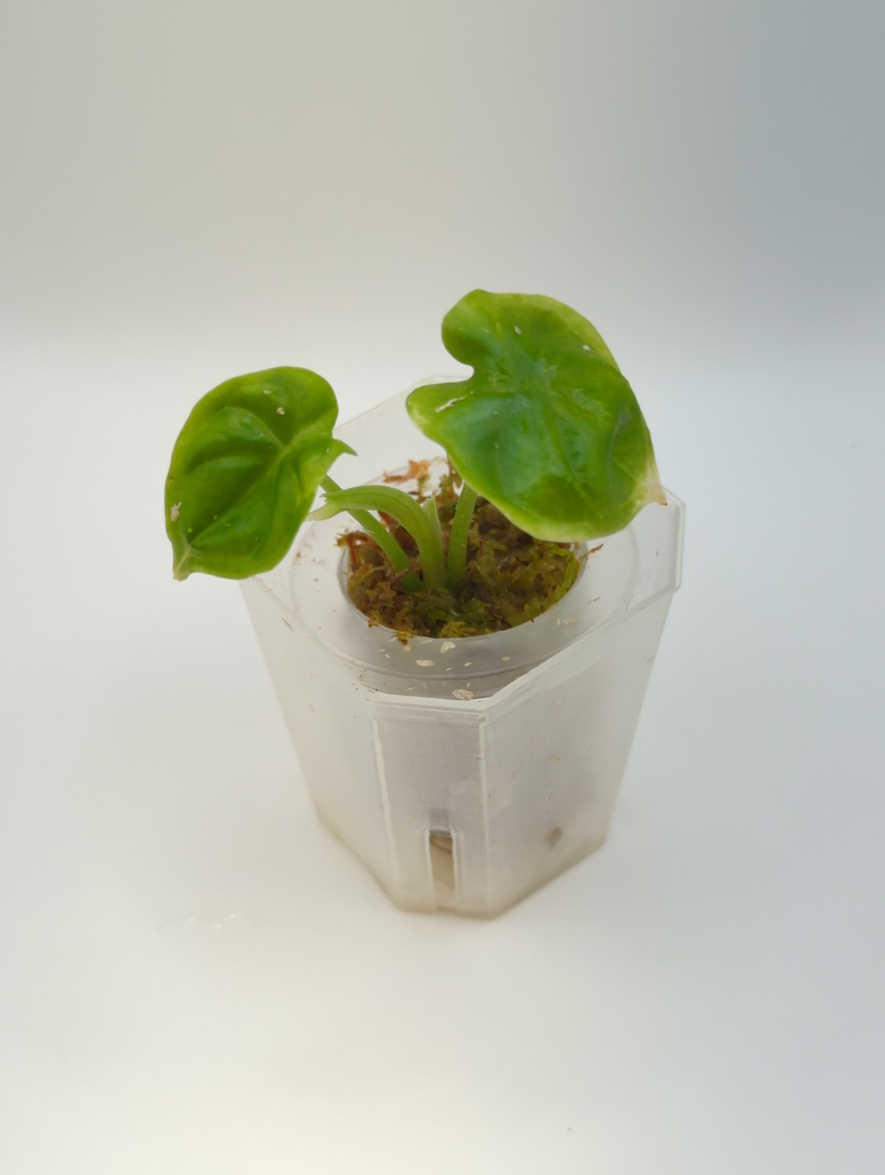 Alocasia baginda Dragon Scale