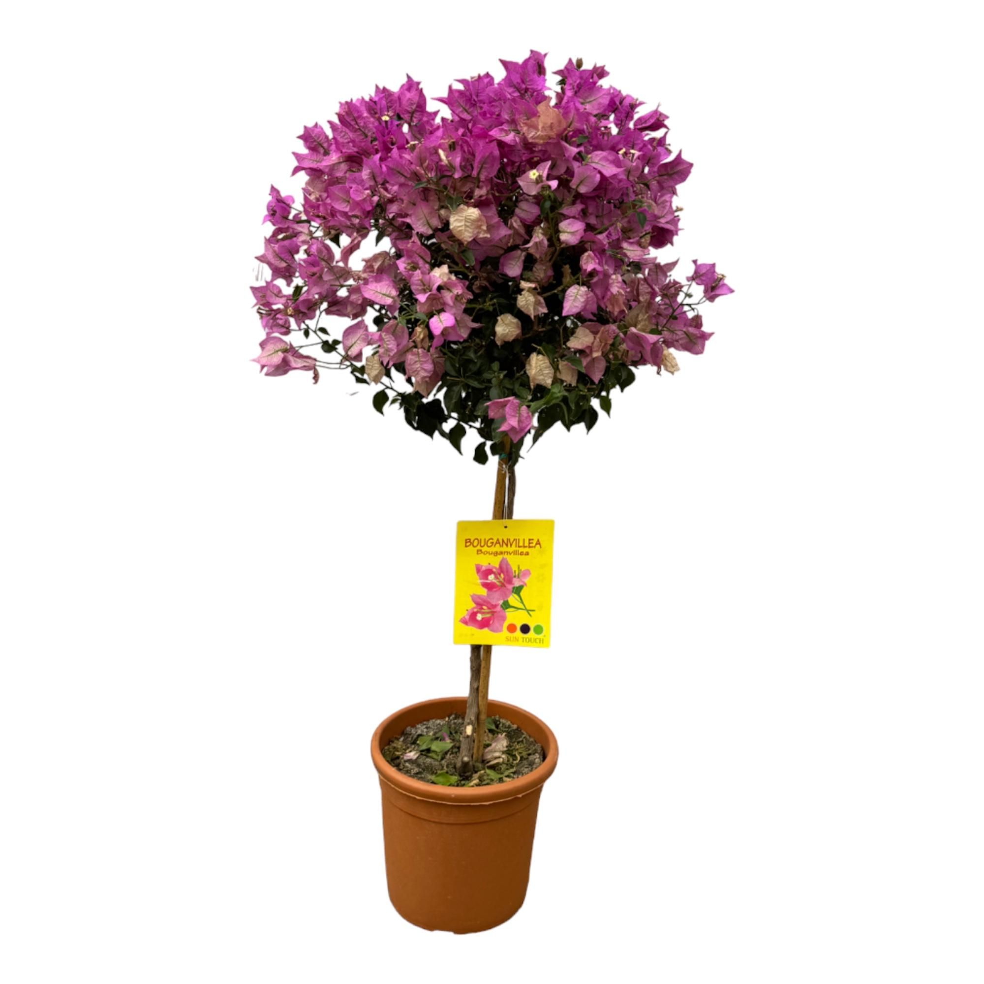 Bougainvillea op Stam mediterrane Gartenpracht