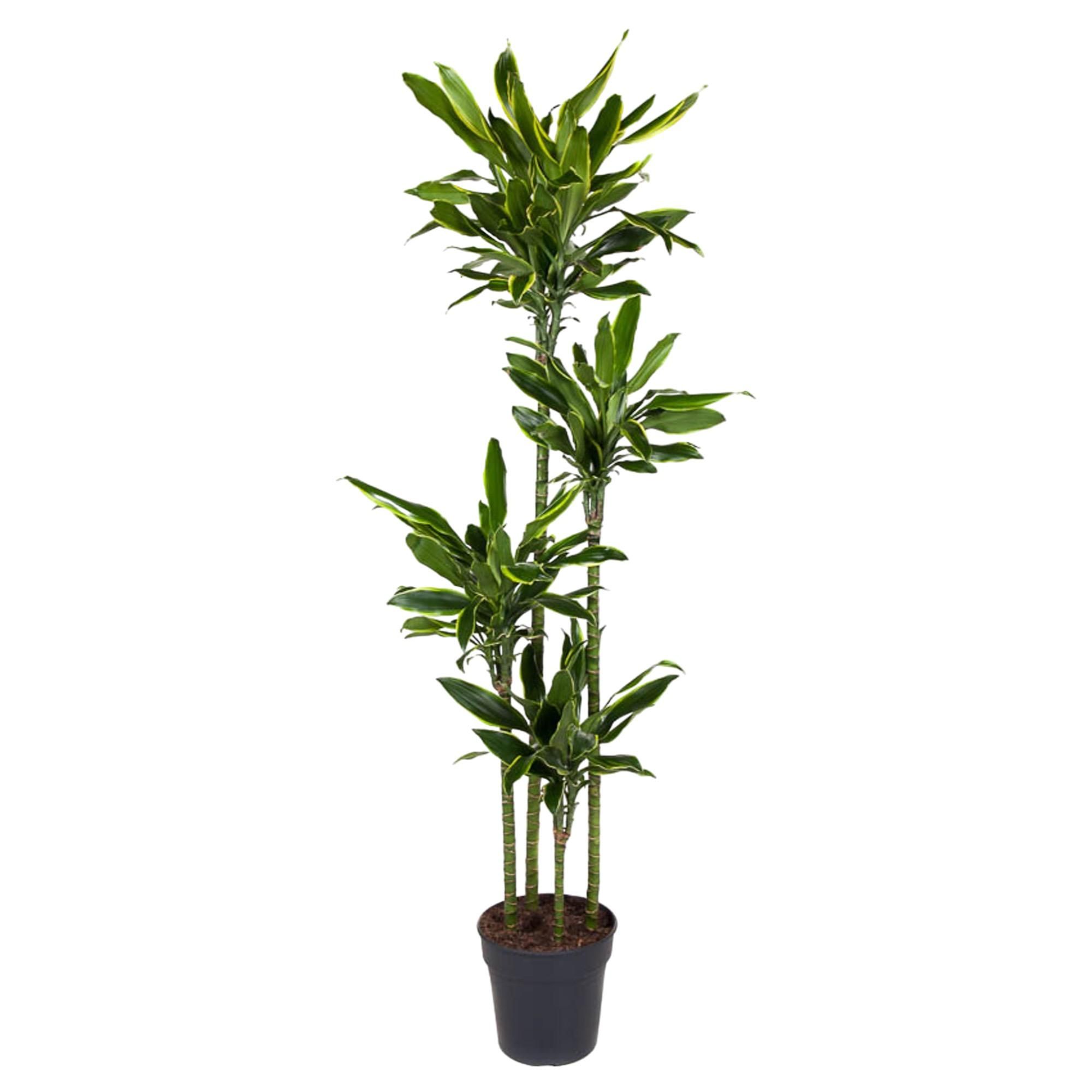 Dracaena Golden Coast Zimmerpflanze