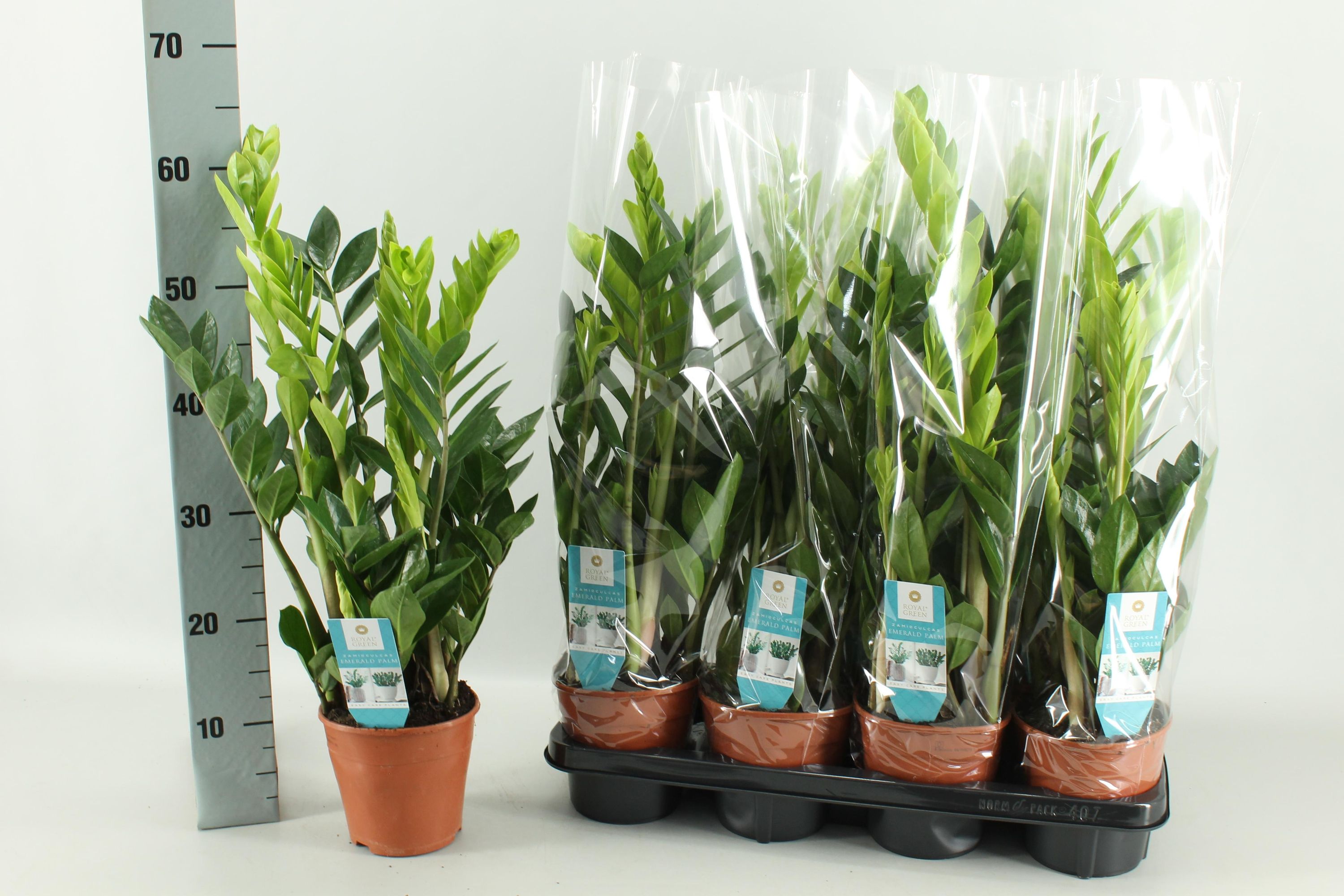 Zamioculcas Zimmerpflanze elegant