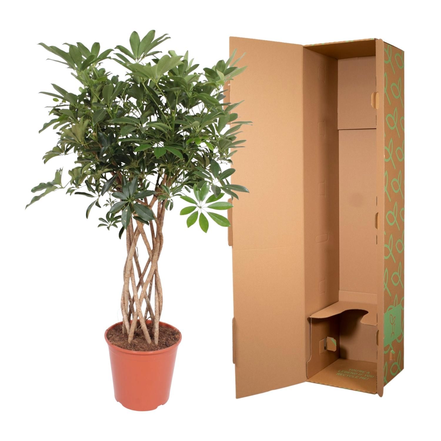 Elegante Schefflera Arboricola Compacta Zimmerpflanze mit geflochtenem Stamm