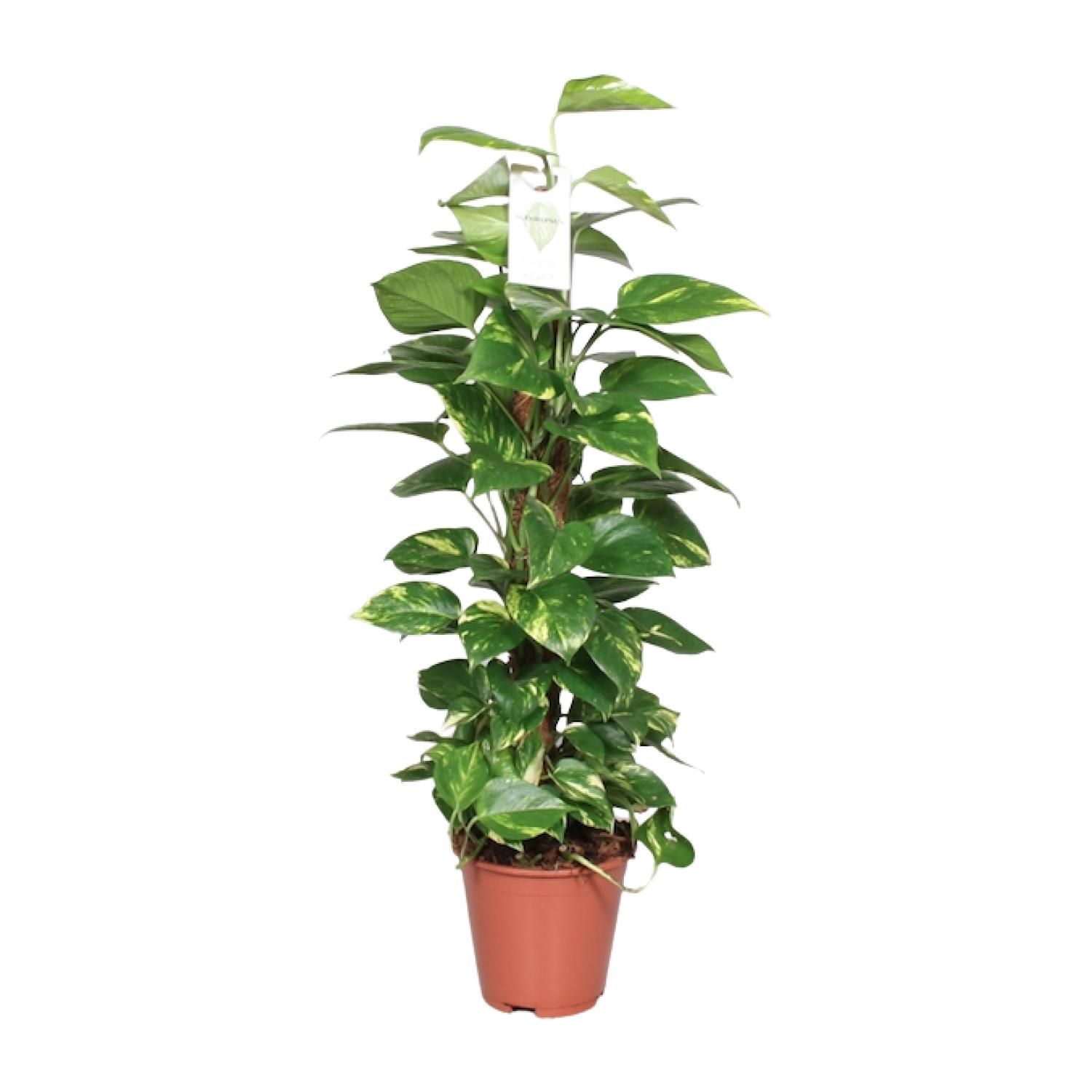 Goldene Efeutute Epipremnum Mosstok