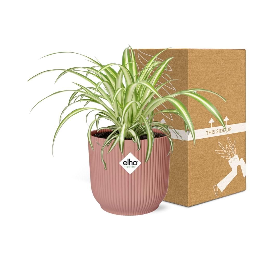 Grünlilie Chlorophytum Comosum Variegatum in ELHO Vibes Fold Topf
