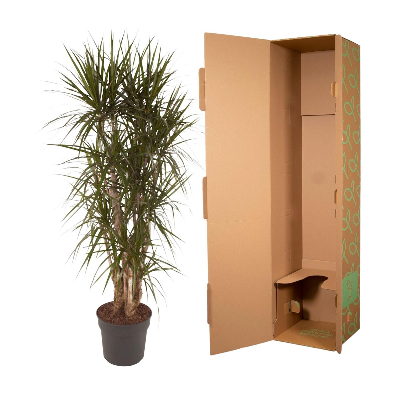 Dracaena Marginata elegante Zimmerpflanze