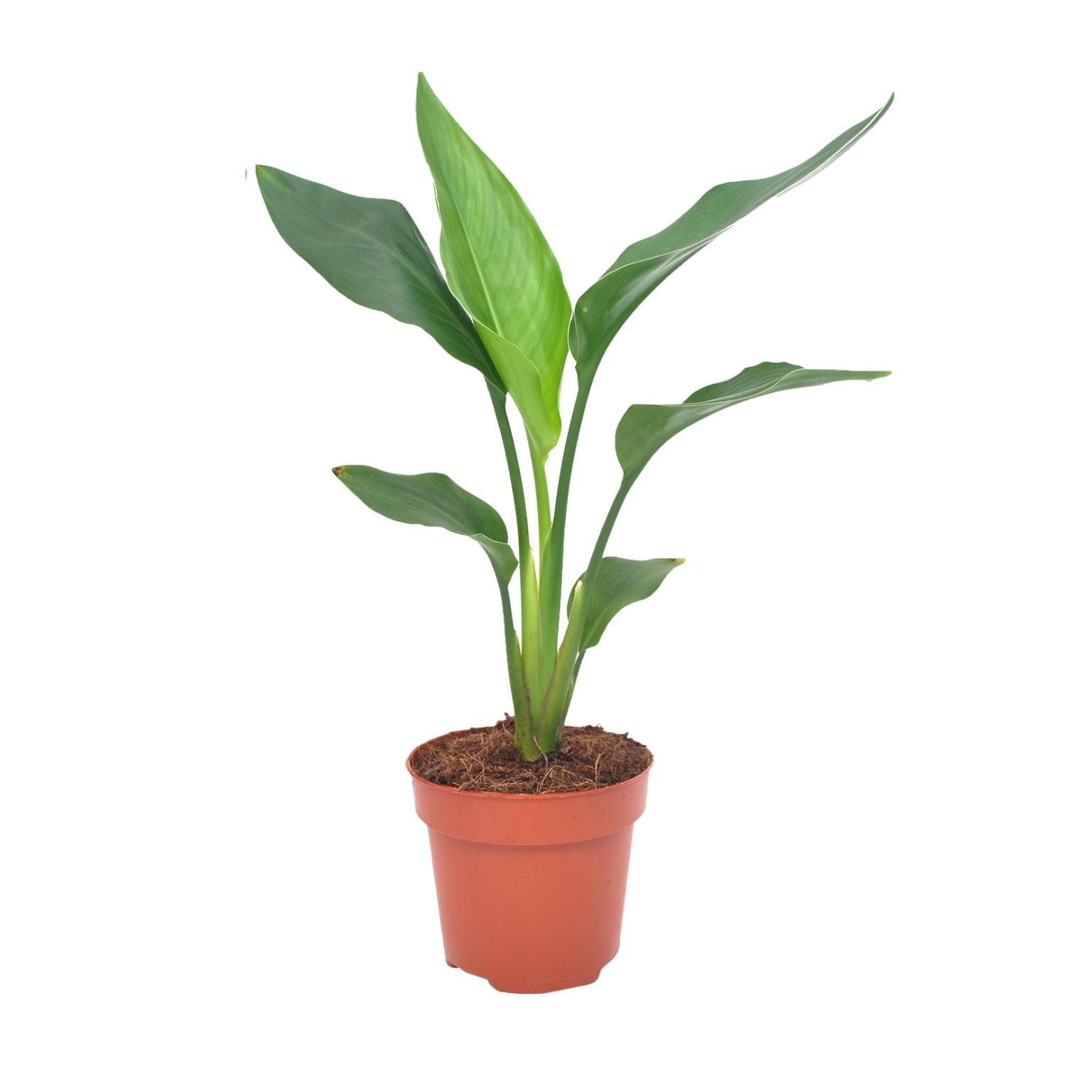 Strelitzia Reginea Paradiesvogelblume