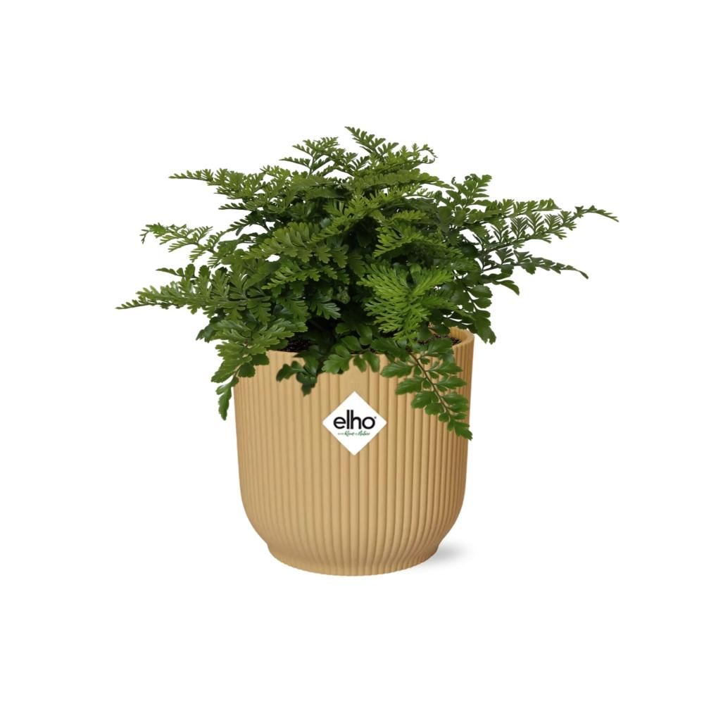 Asplenium Parvati Zimmerpflanze in dekorativem ELHO Vibes Fold Topf