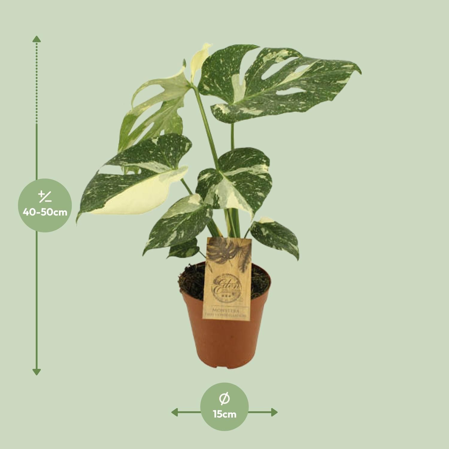 Monstera Thai Constellation Zimmerpflanze
