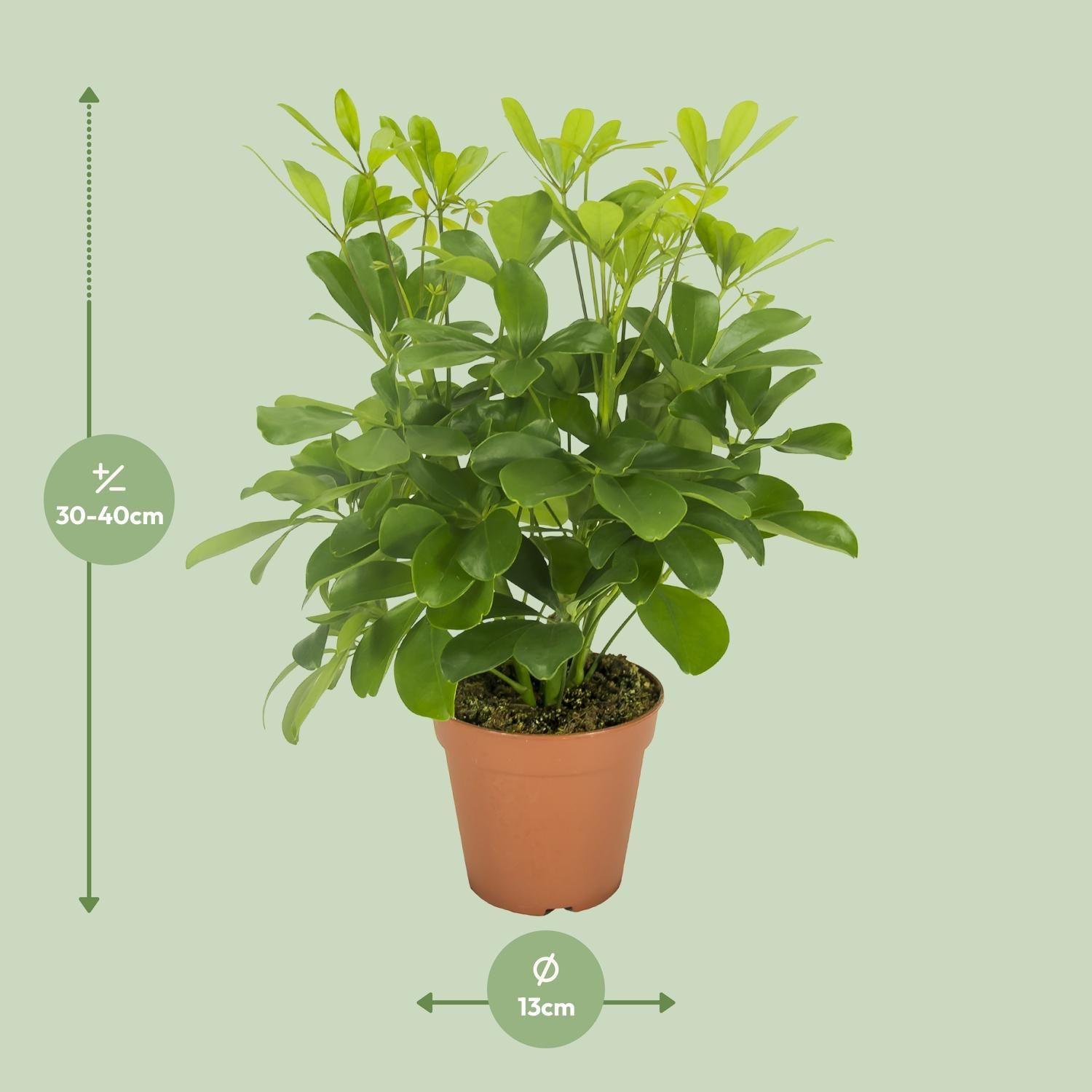 Schefflera Nora Zimmerpflanze mit Schirmblatt