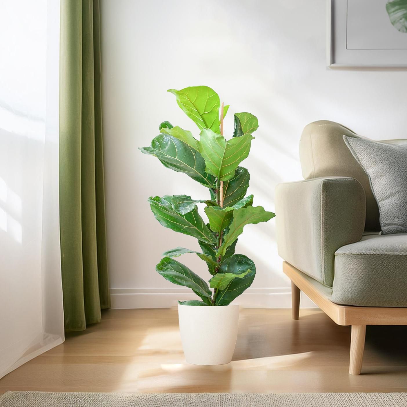 Ficus Lyrata – 80 cm – mit Topf weiß