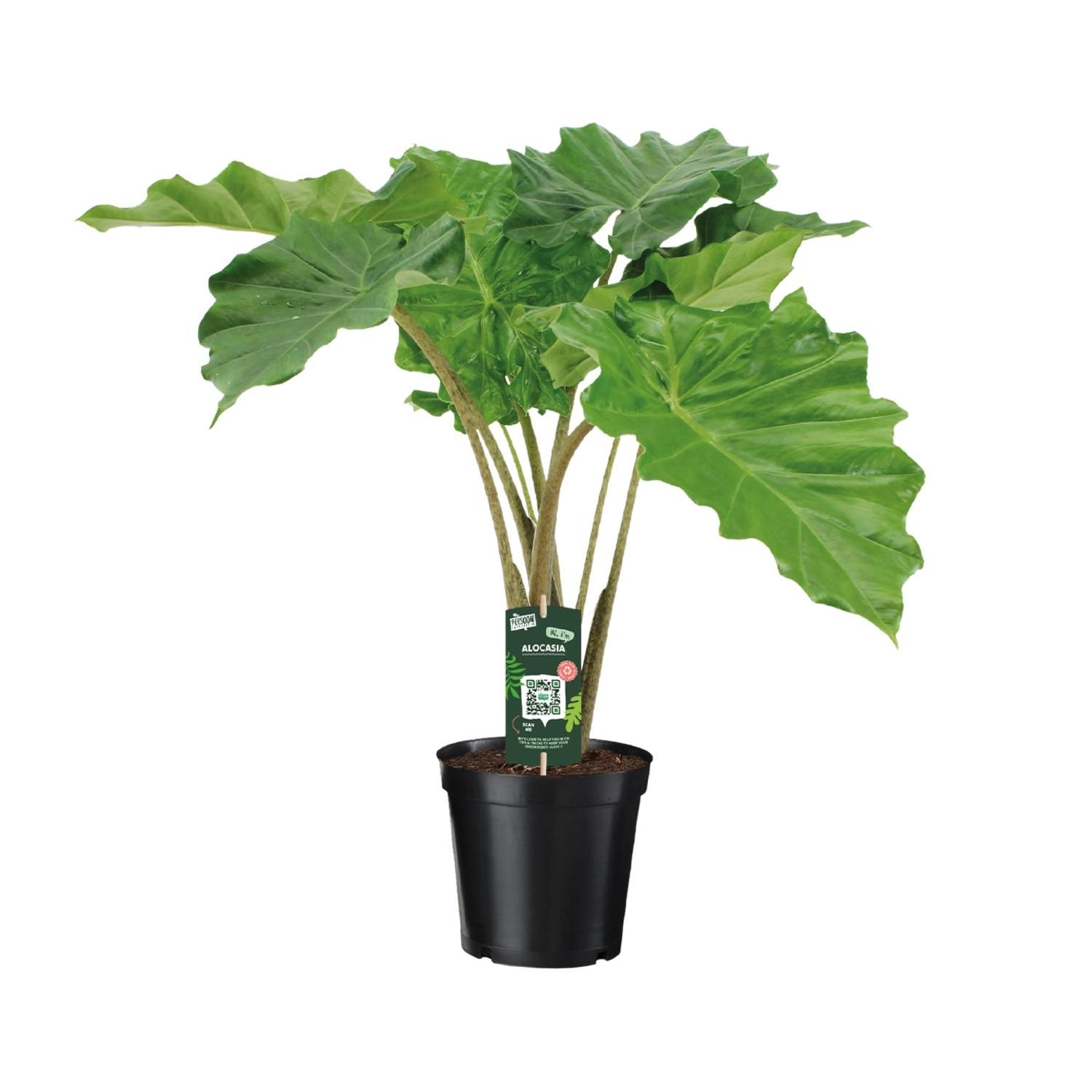 Alocasia Portodora Zimmerpflanze