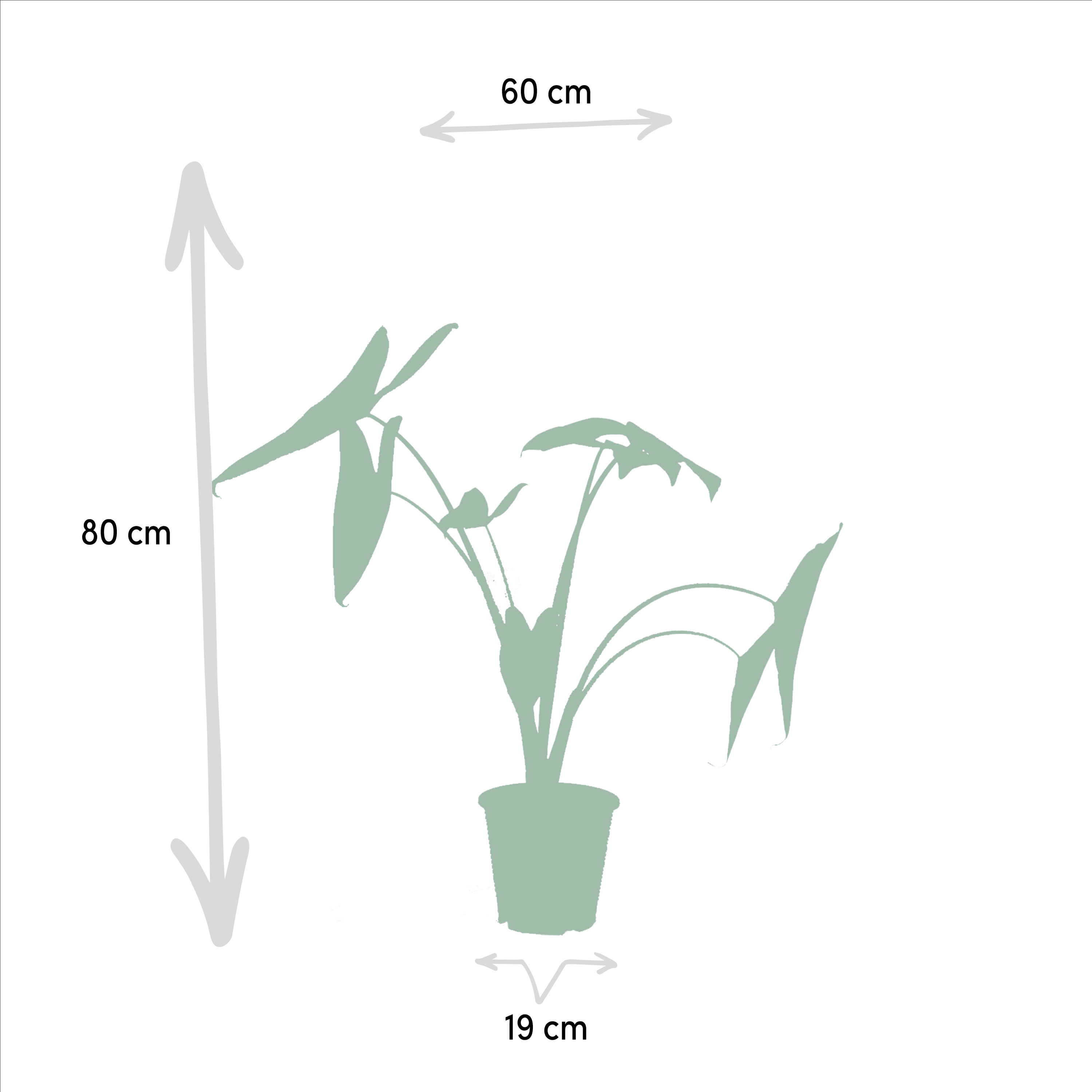 Alocasia Zebrina Zimmerpflanzen-Set