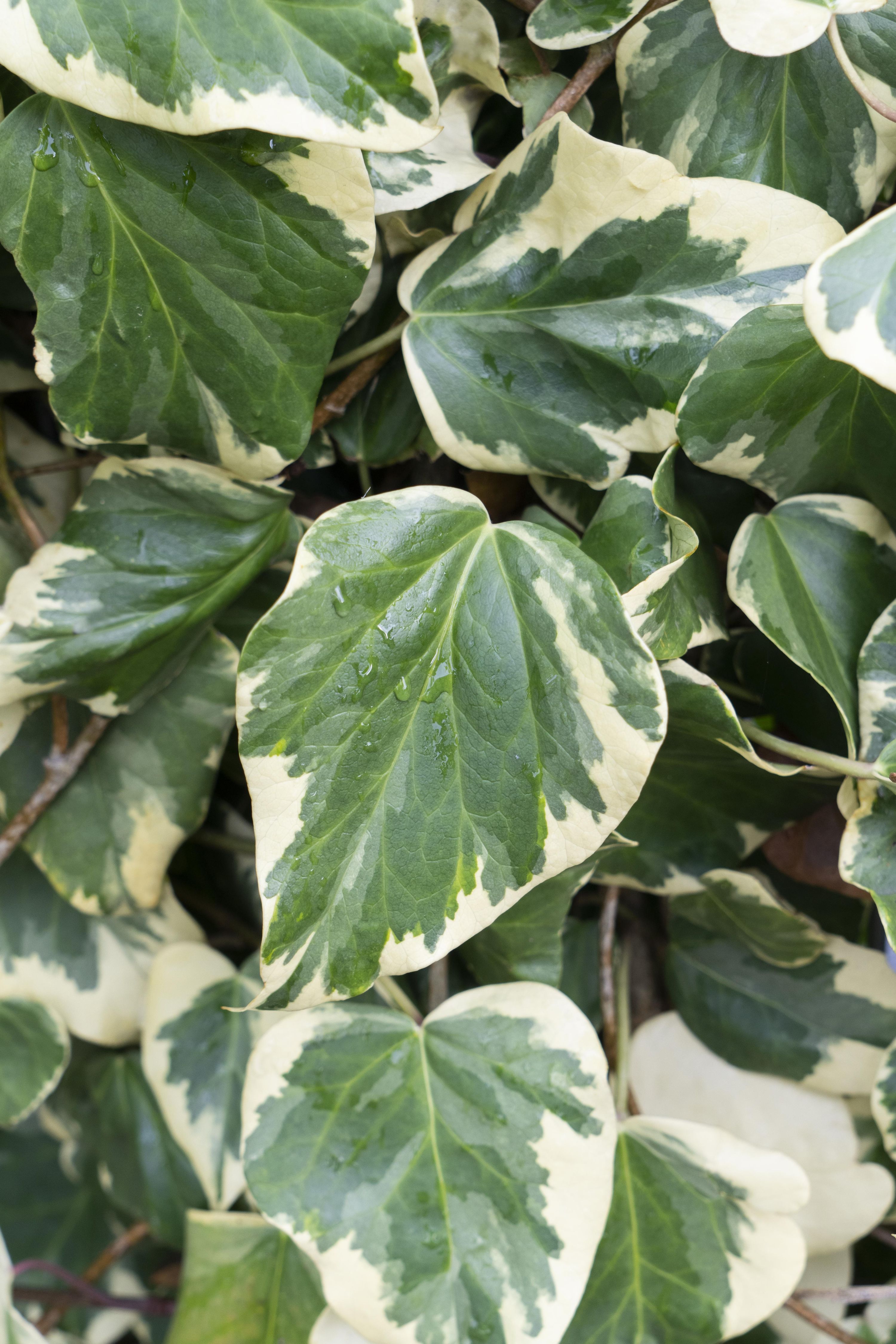 Efeu Hedera colchica Dentata Variegata Zimmerpflanze