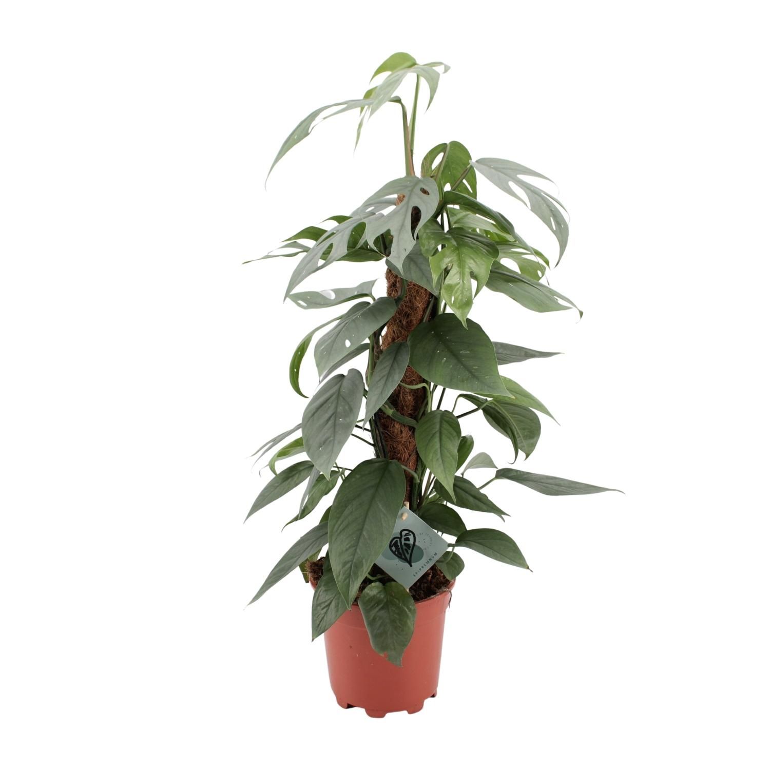 Epipremnum Pinnatum Cebu Blue Zimmerpflanze