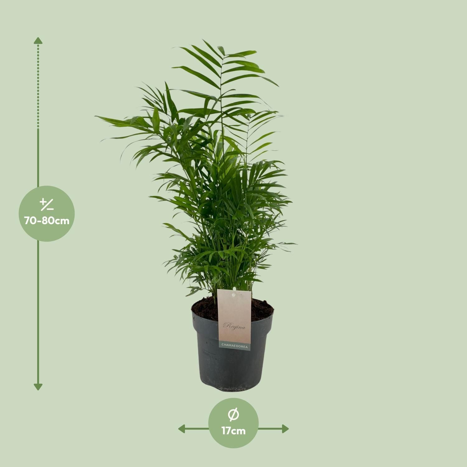 Chamaedorea Elegans Zimmerpalme