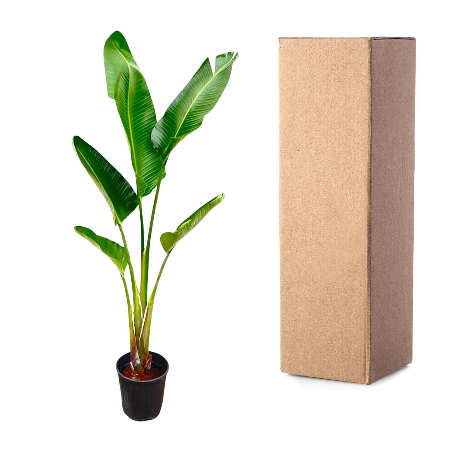 Strelitzia Augusta Zimmerpflanze mit weißen Blüten