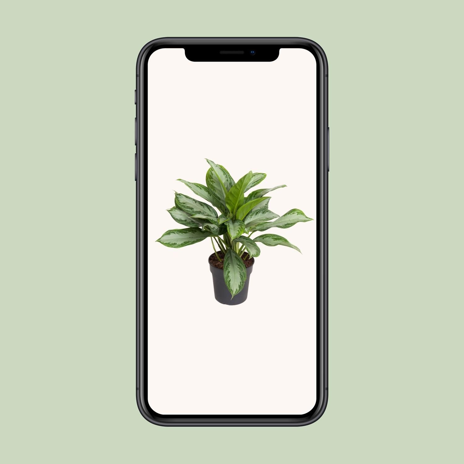 Aglaonema Cutlass Zimmerpflanze