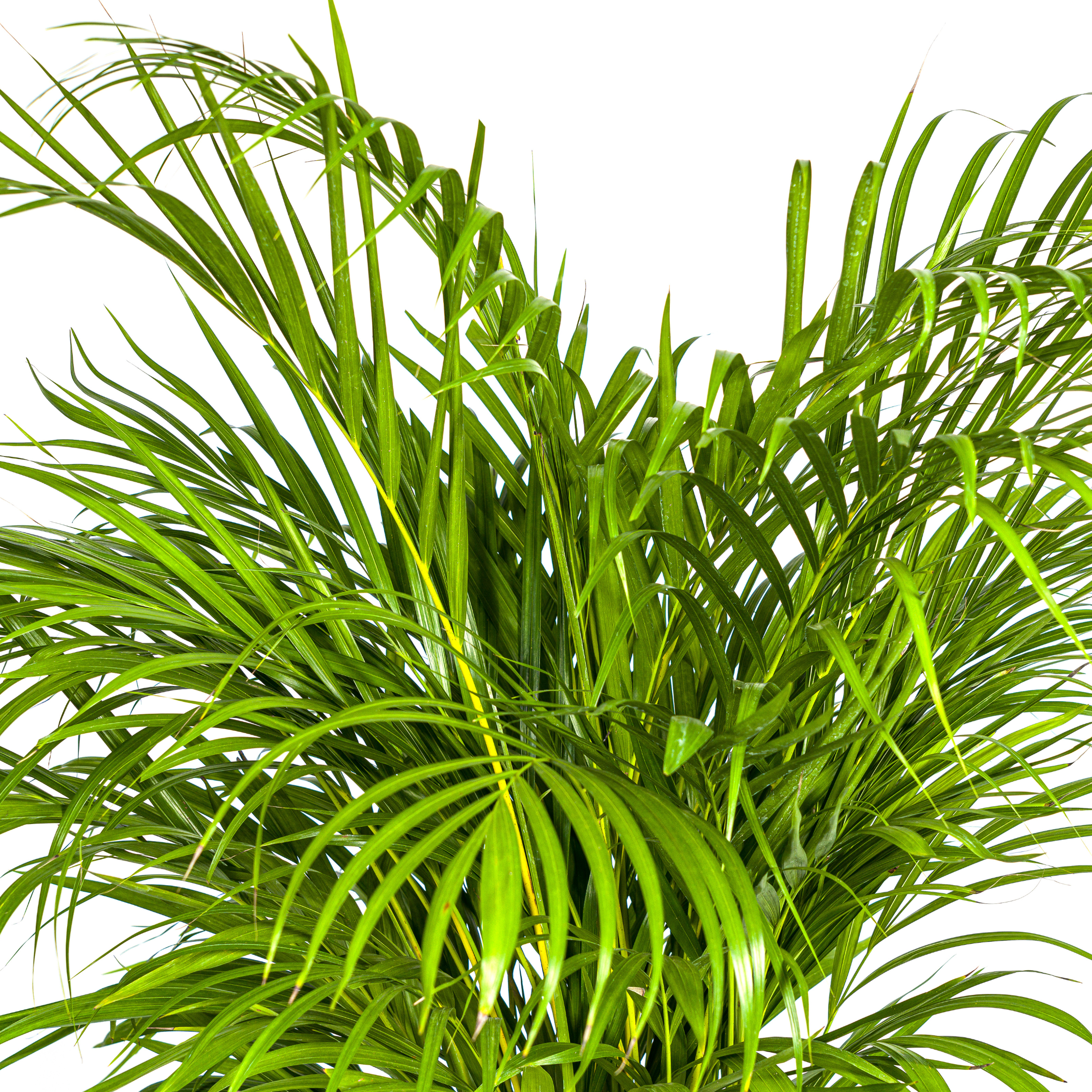 Dypsis Areca Lutescens Ø24cm – 120-140cm Hoch – Goldfruchtpalme