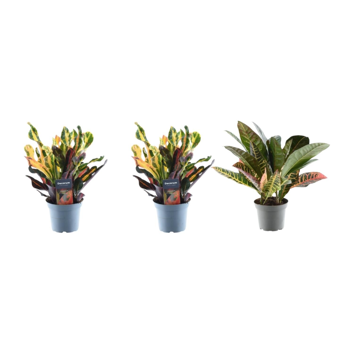 3er Set Croton Codiaeum Mix | 30 cm Höhe | Ø 12 cm Topf