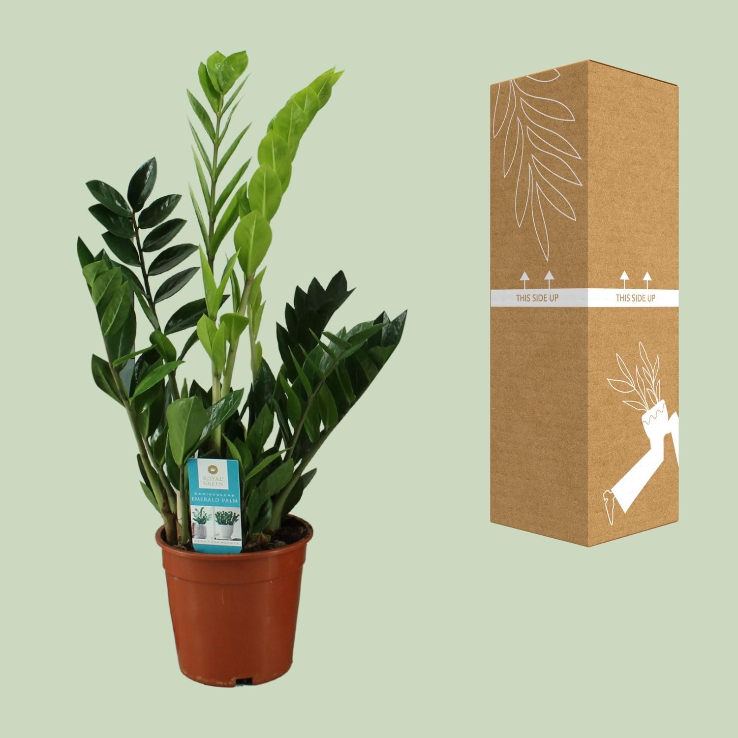 Zamioculcas Zimmerpflanze mit glänzenden Blättern