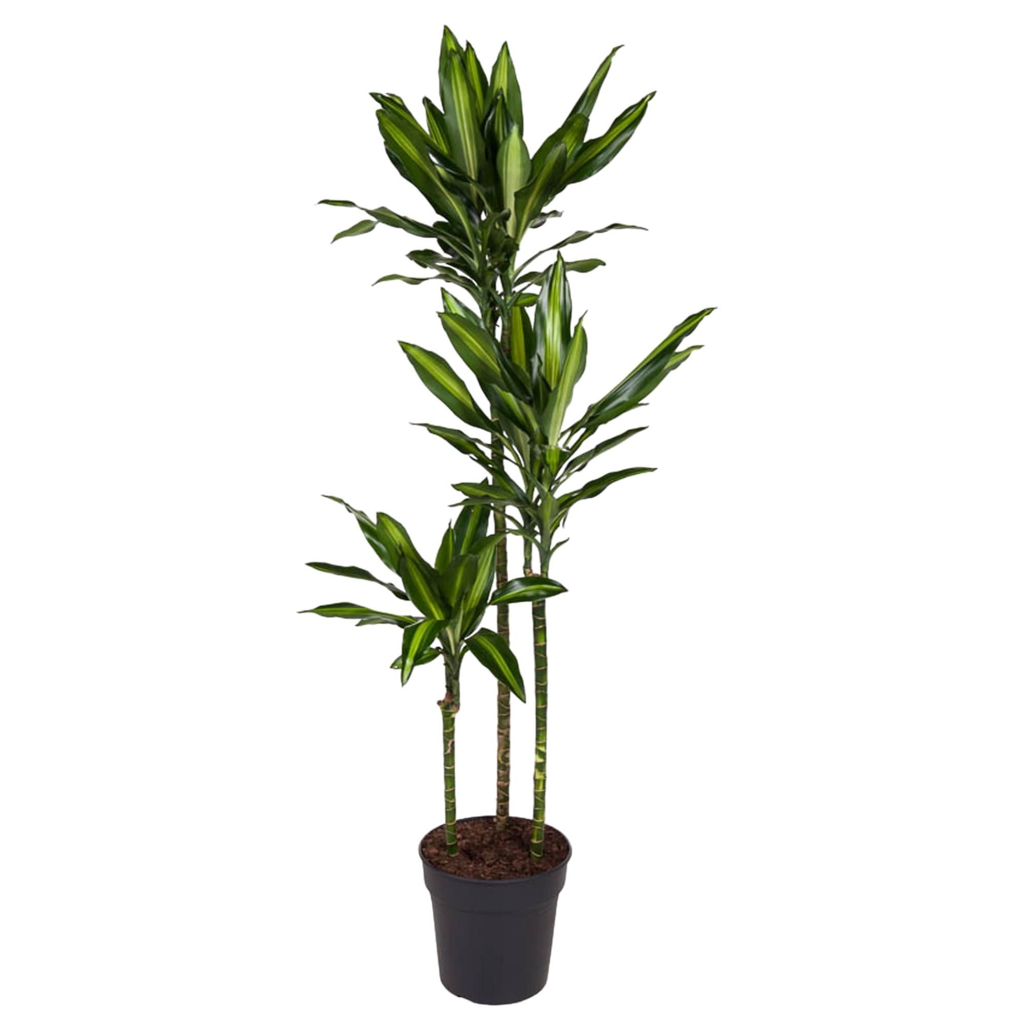 Dracaena Cintho Zimmerpflanze mit eindrucksvollen Blättern