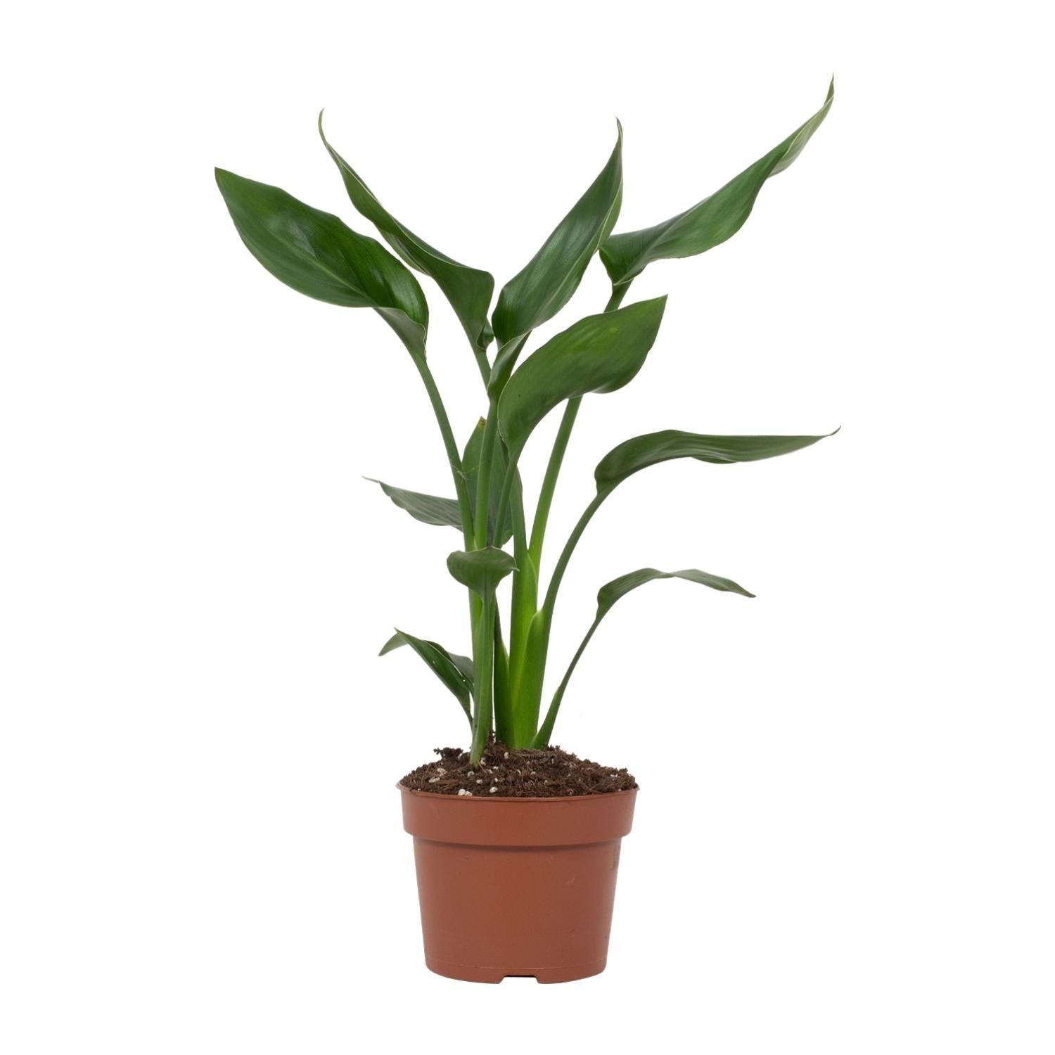 Paradiesvogelblume Strelitzia als Zimmerpflanze