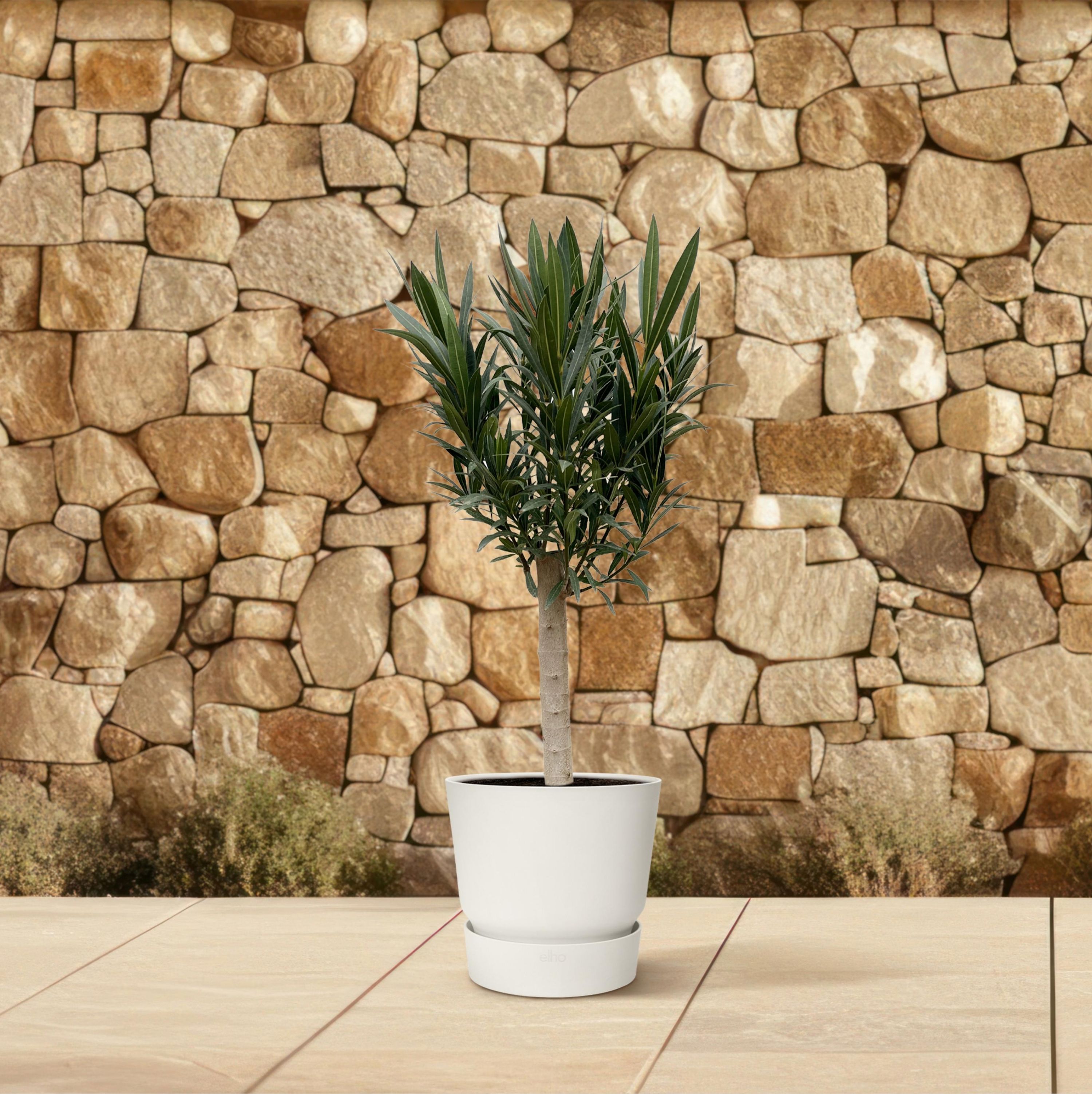 Nerium Oleander Stamm mit farbenprächtigen Blüten