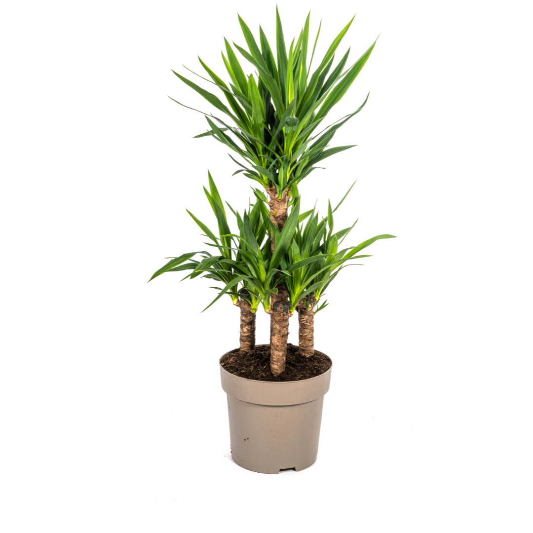 Palmlilie Yucca Elephantipes – Robust – Pflegeleicht – Zimmerpflanze | Ø30cm Topf