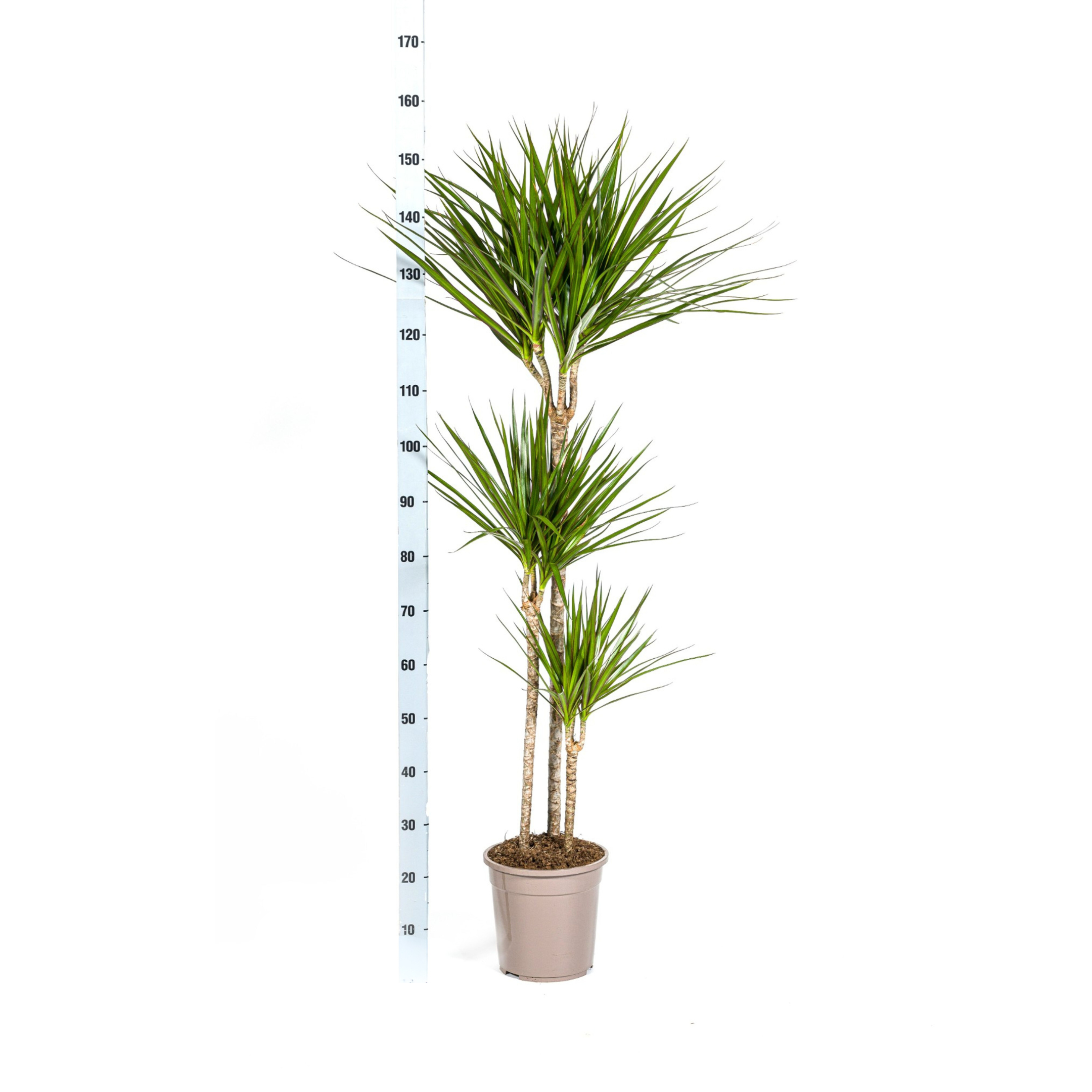 Drachenbaum Marginata Green – 130-150cm hoch