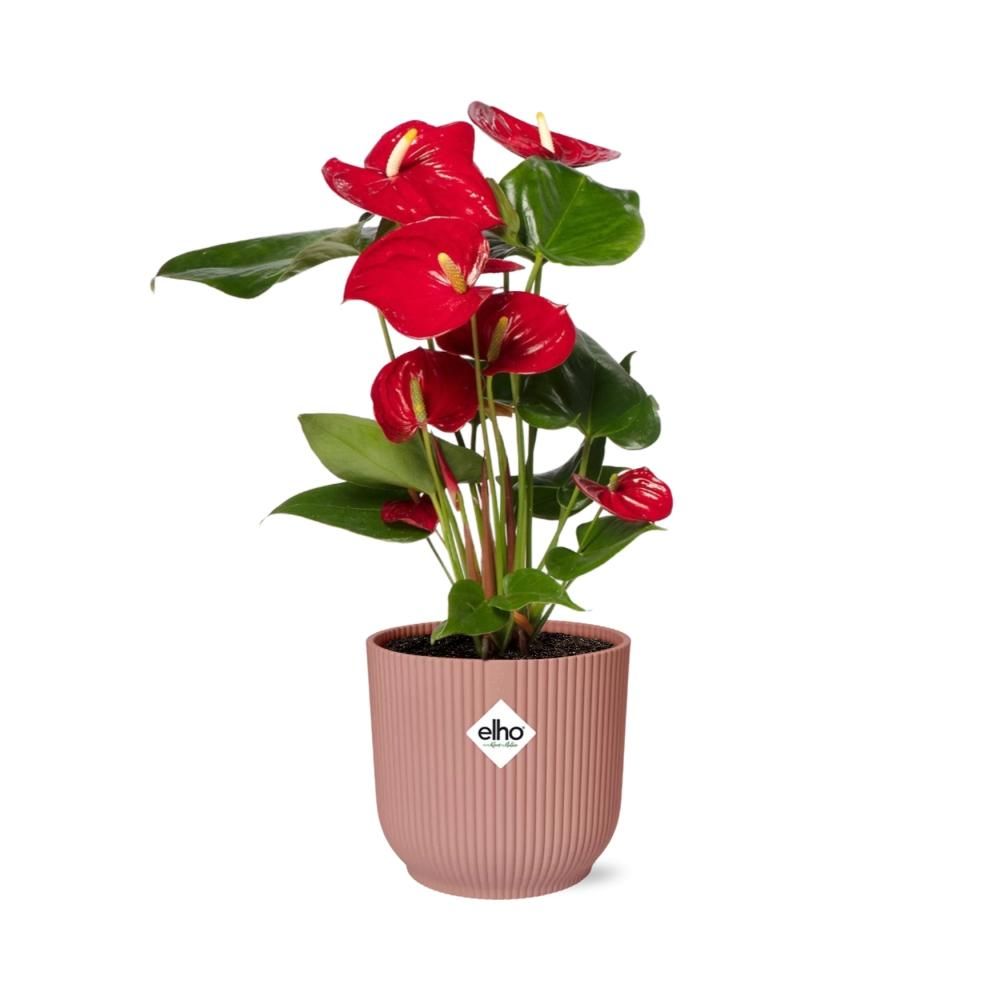 Anthurium Rote Flamingoblume im ELHO Vibes Fold Übertopf