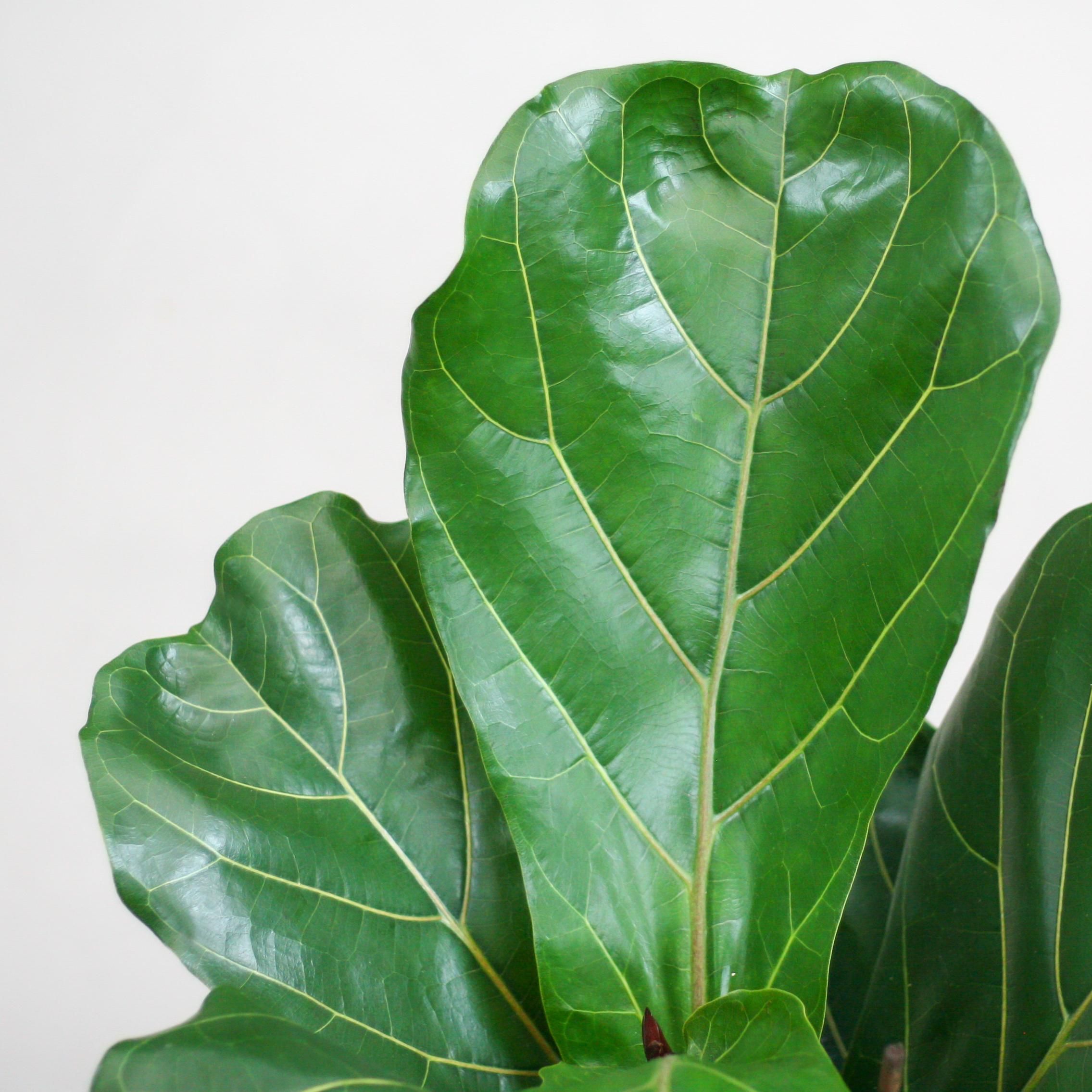 Ficus Lyrata im Korb – 80cm hoch – mit schwarzem Korb Ø21