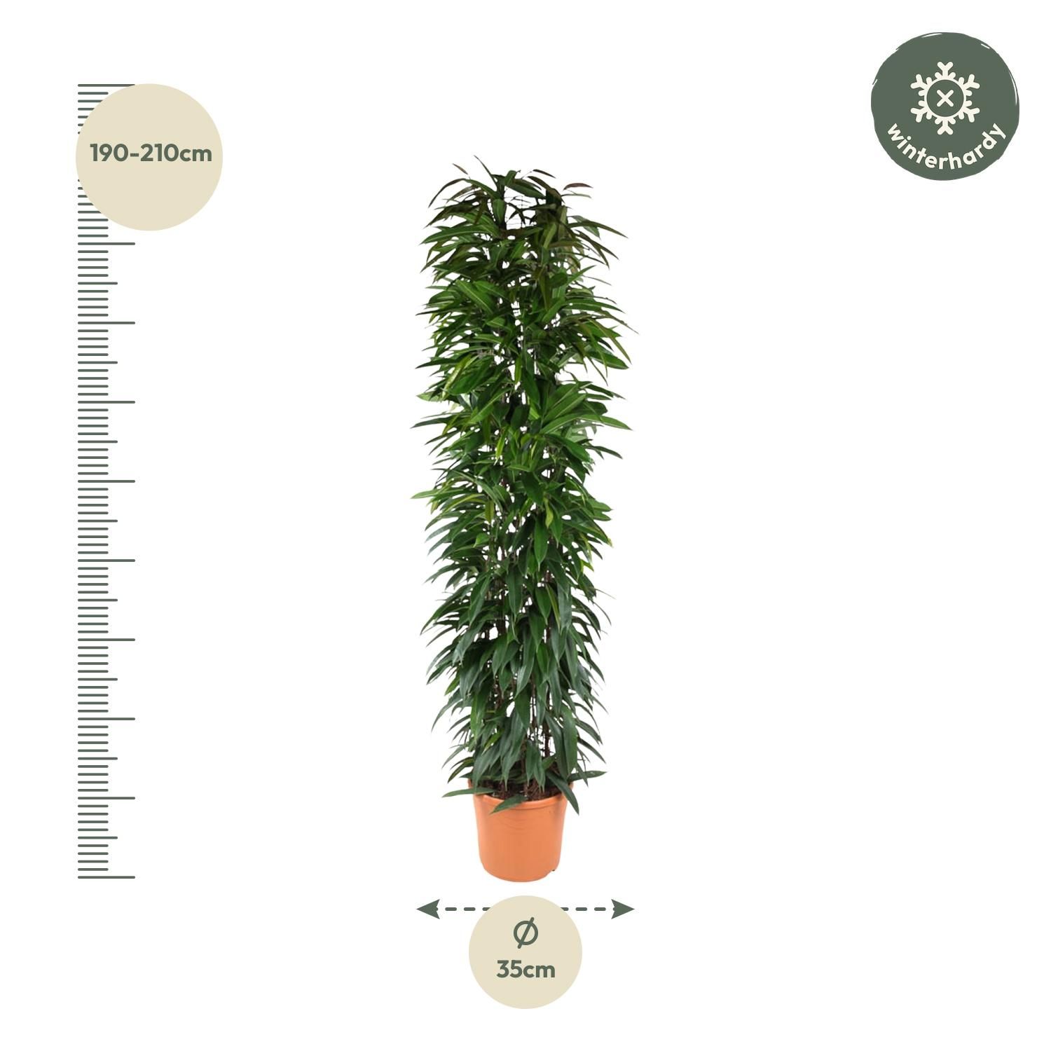 Ficus Alii King Säulenpflanze
