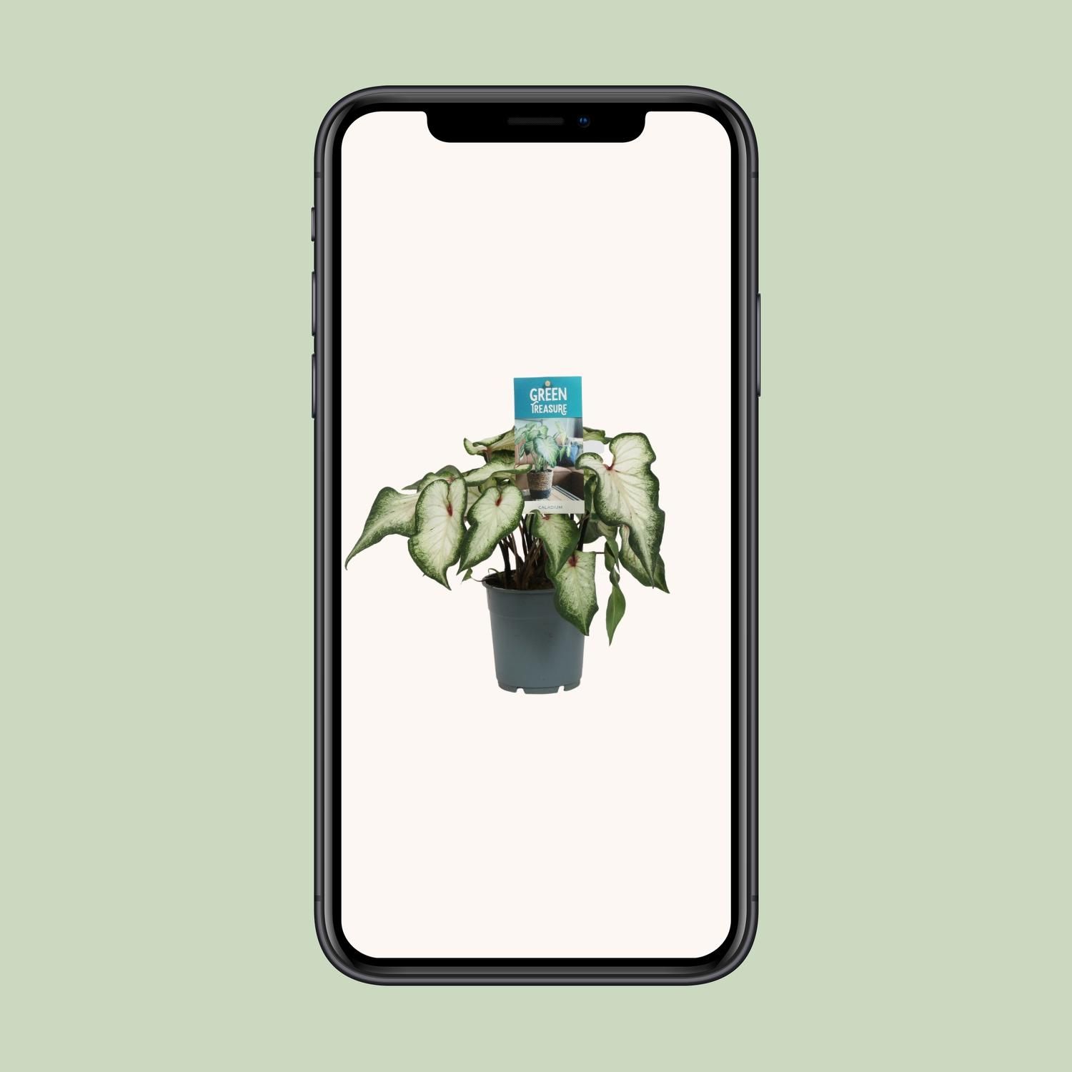 Caladium Weiß Zimmerpflanze – Herzförmiges Laub