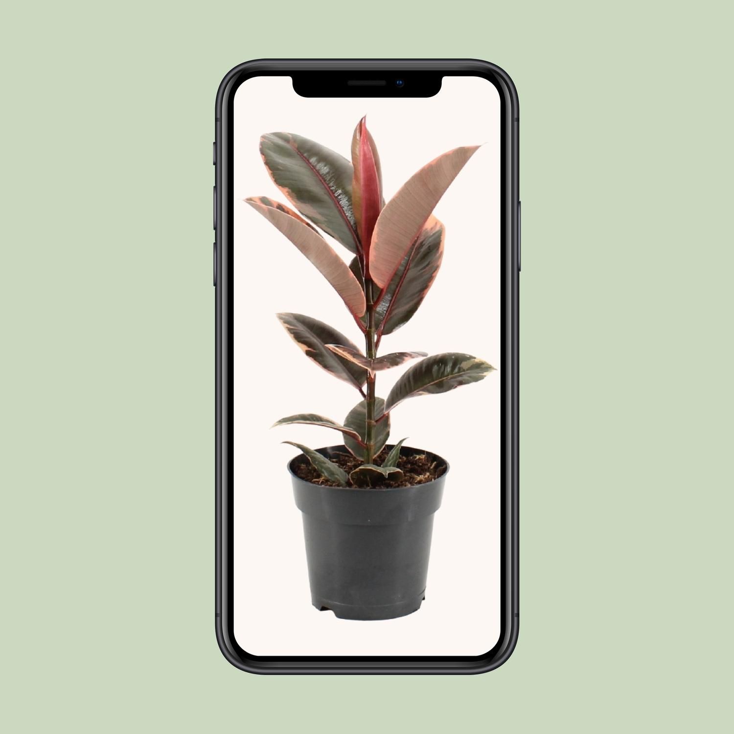 Ficus elastica Belize Zimmerpflanze