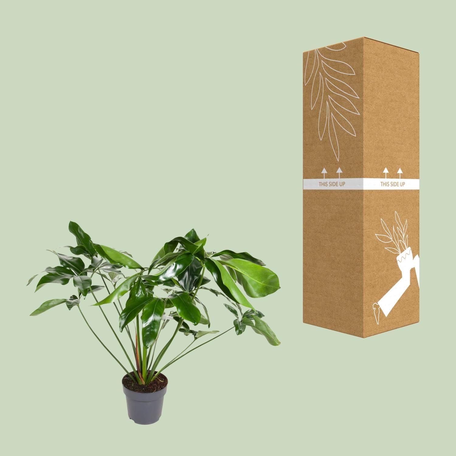 Philodendron Green Wonder Zimmerpflanze