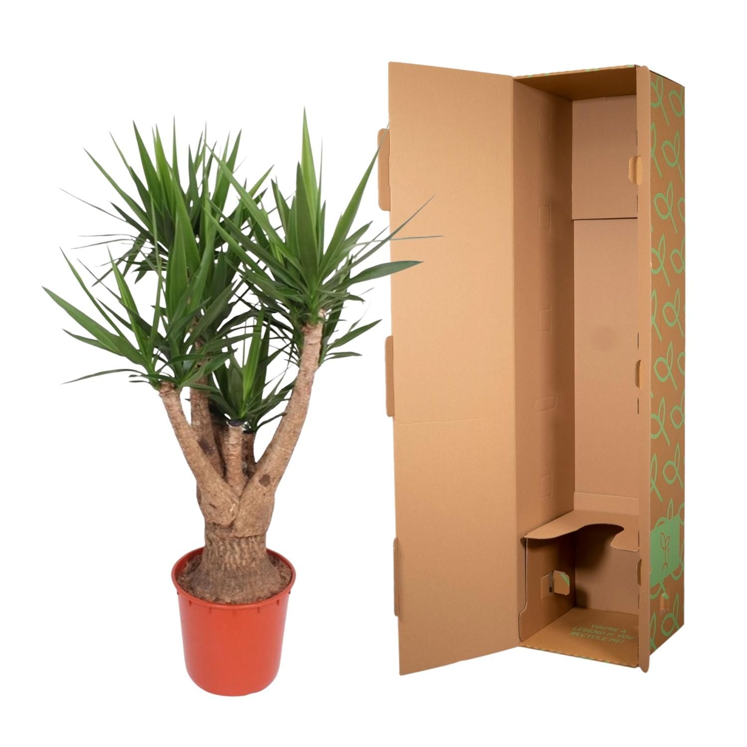 Yucca Elephantipes Zimmerpflanze mit Verzweigung