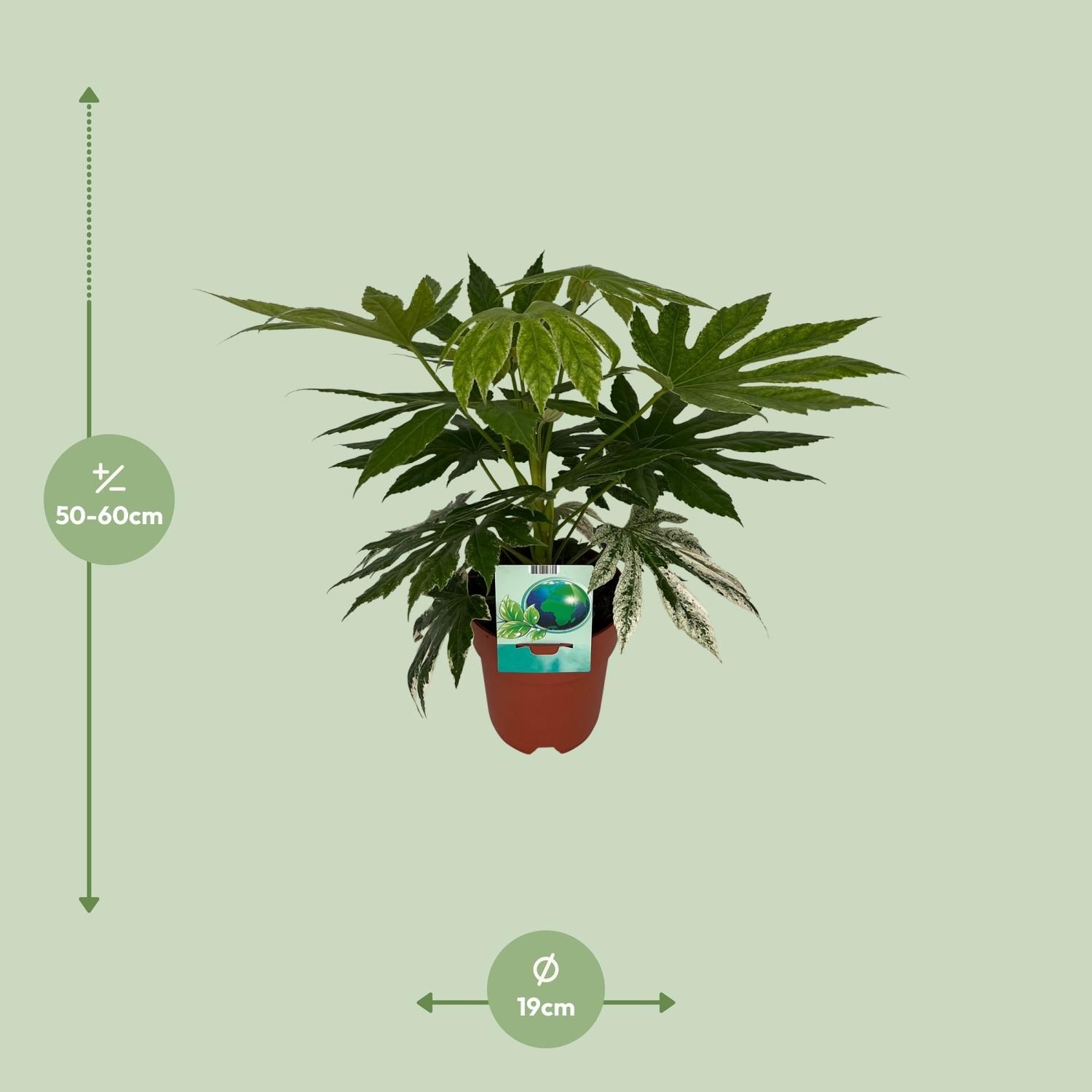 Fatsia japonica Zimmerpflanze mit panaschiertem Laub