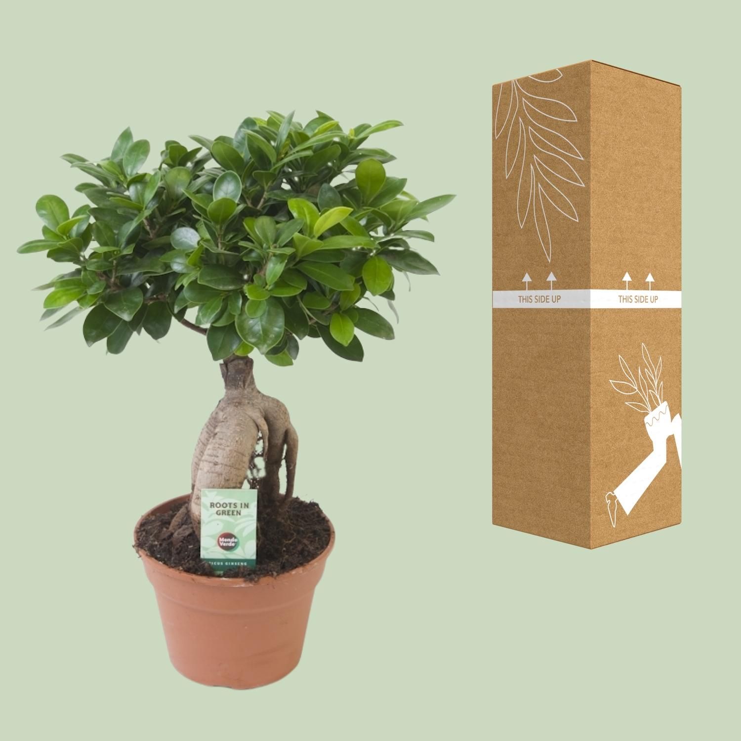 Ficus Ginseng Zimmerpflanze