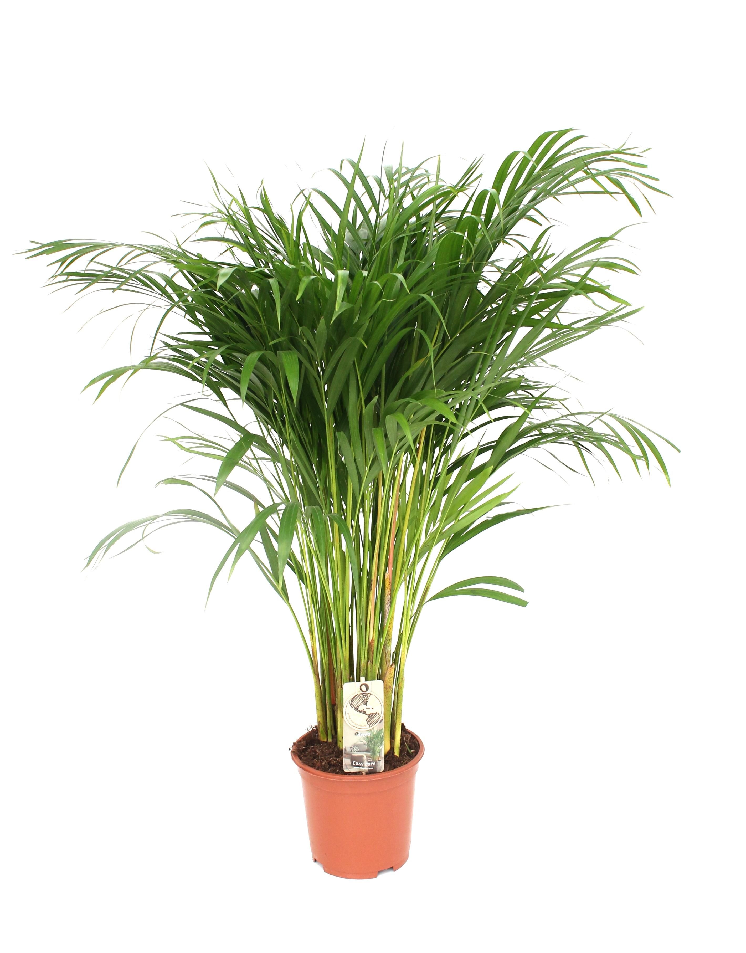 Areca-Palme Dypsis Lutescens - Elegante Zimmerpflanze