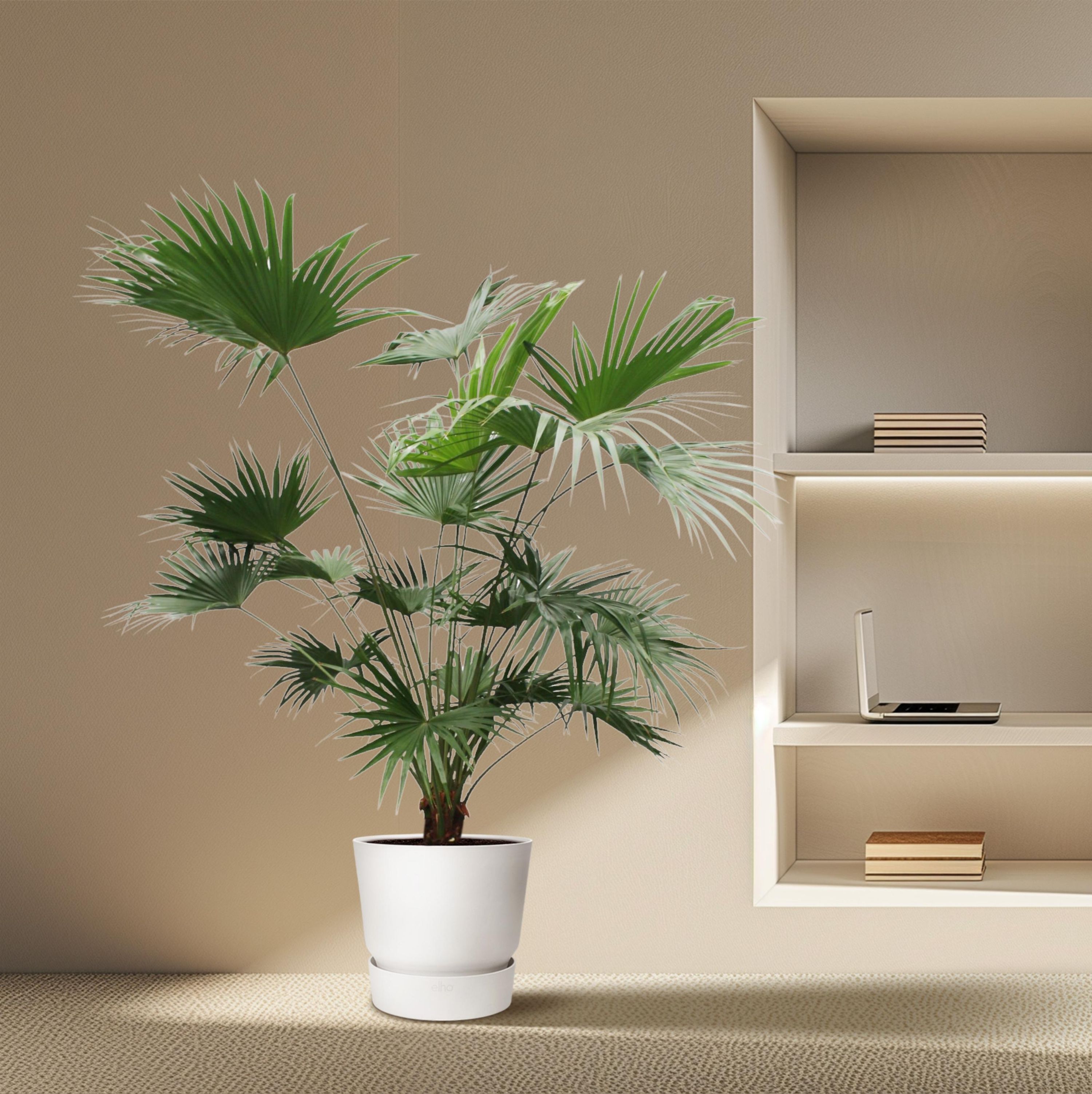 Chinesische Fächerpalme Livistona Chinensis