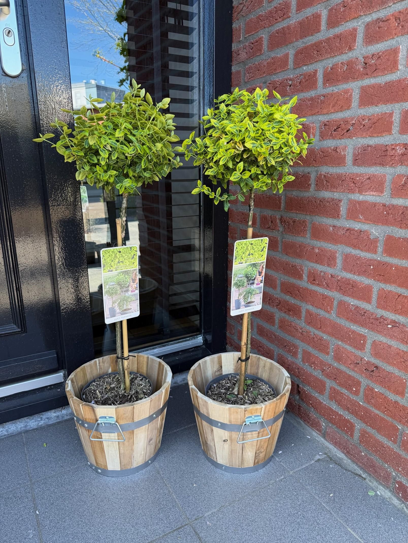 Euonymus fortunei Emerald n Gold – Stamm-Pflanze | Immergrün | Wenig Pflege – Topf 19cm Höhe 90cm