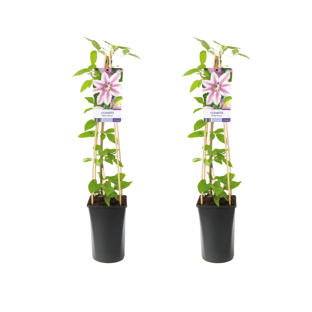 Clematis Nelly Moser | 2 Pflanzen | Ø17cm | ↕75cm