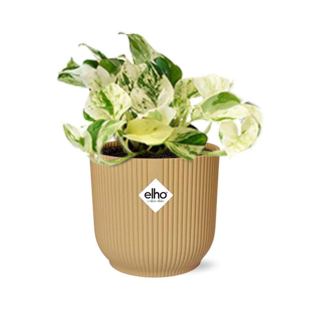 Epipremnum Pinnatum Happy Leaf Zimmerpflanze