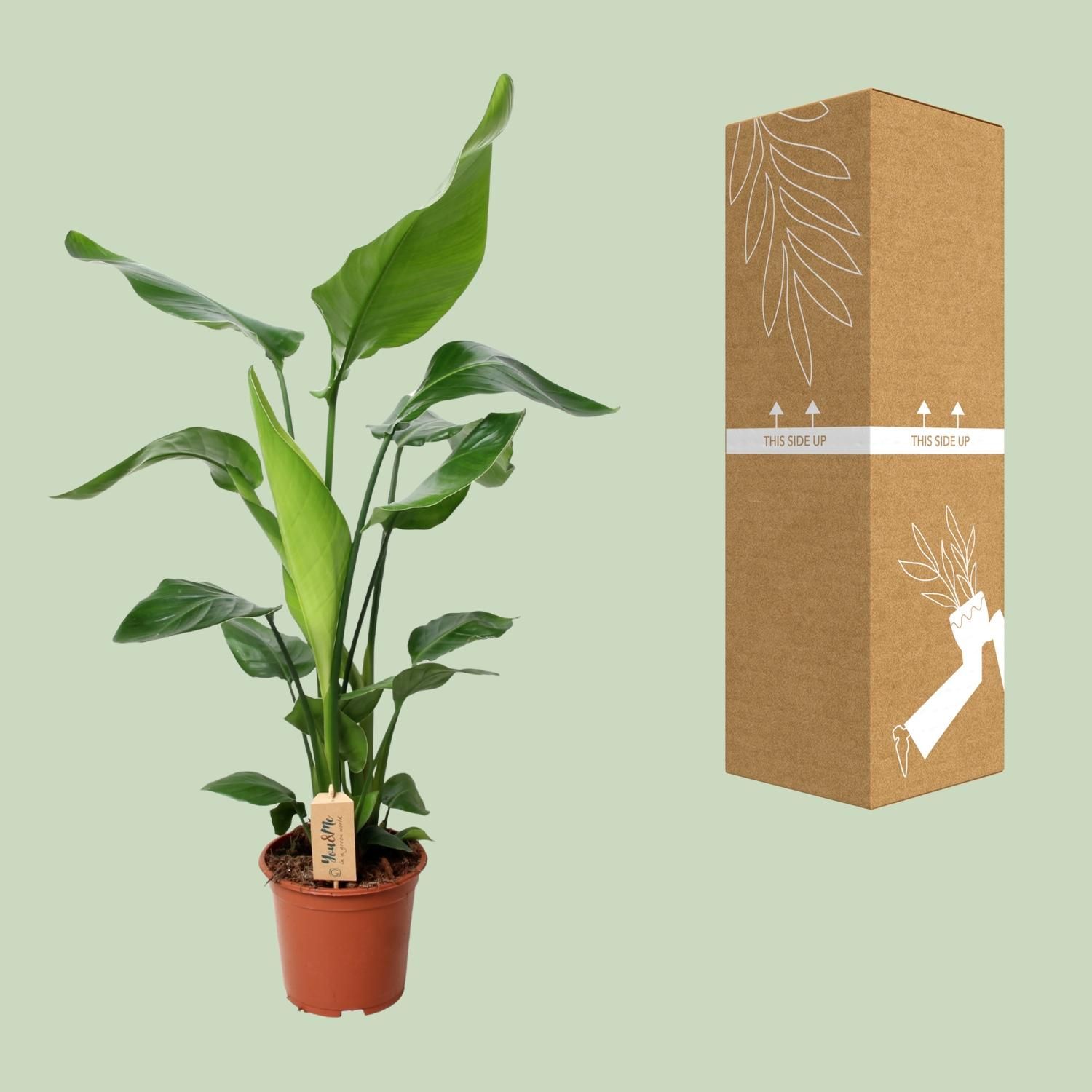 Strelitzia Nicolai - Exotische Paradiesvogelblume für Innenräume