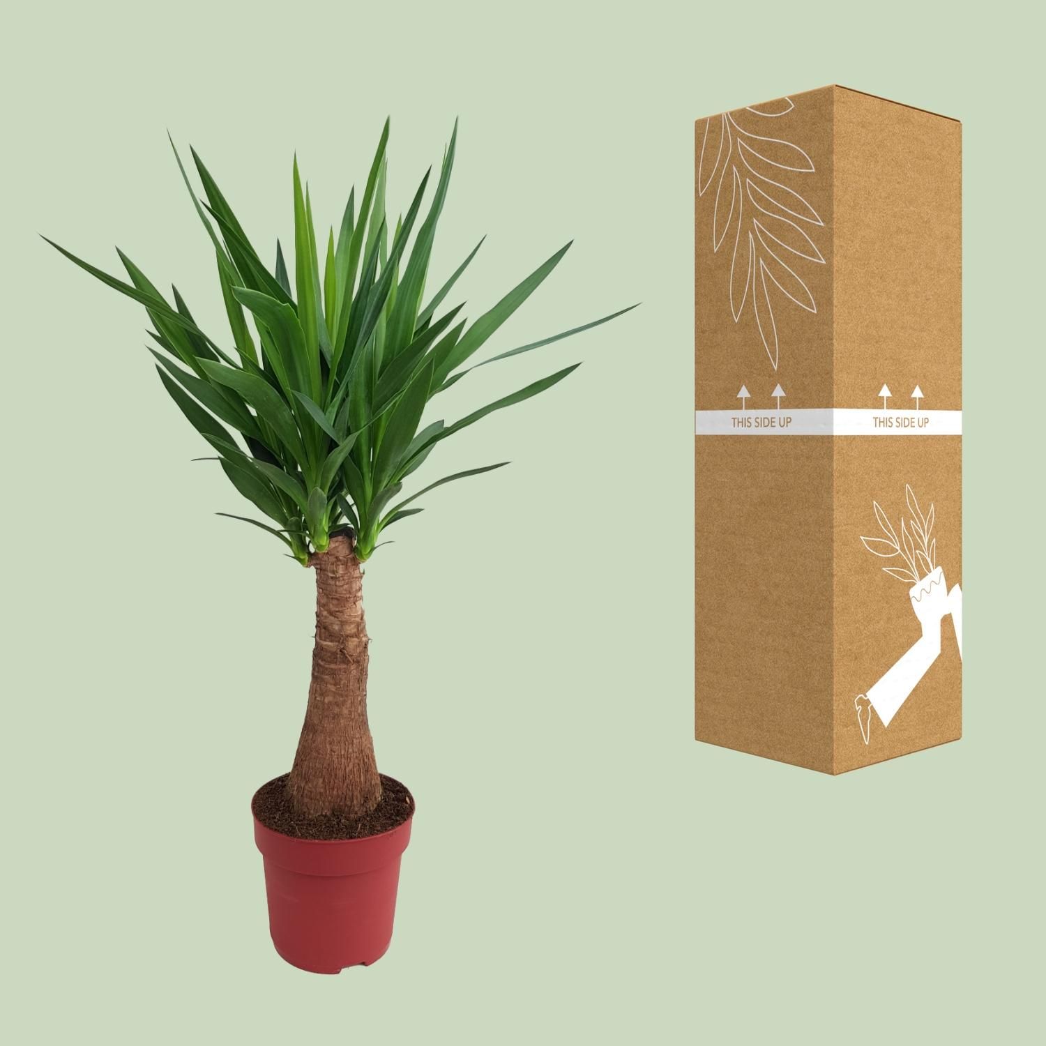 Yucca Maya Tree Zimmerpflanze