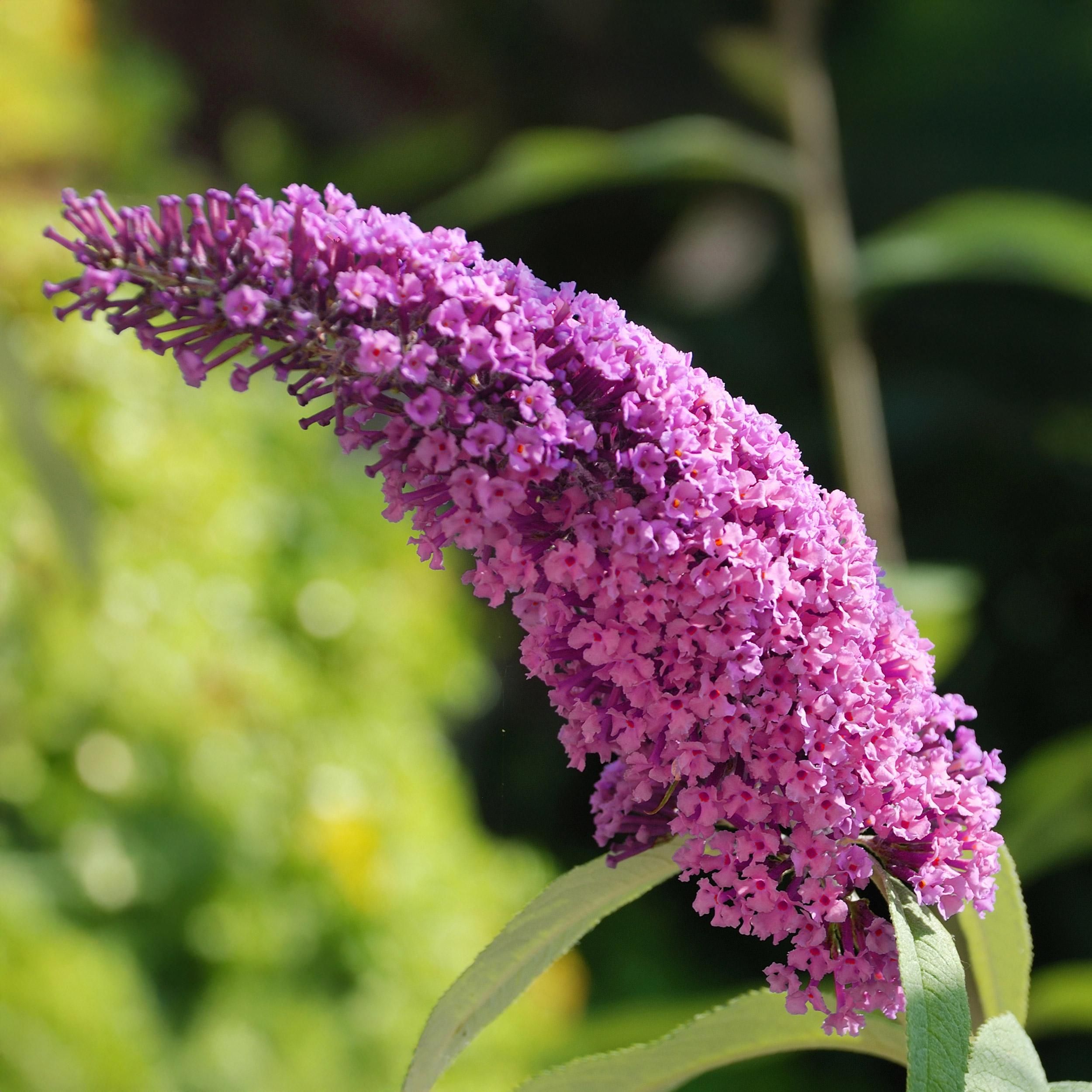 Schmetterlingsstrauch – Buddleja davidii Rosa – Schmetterlingsanziehend