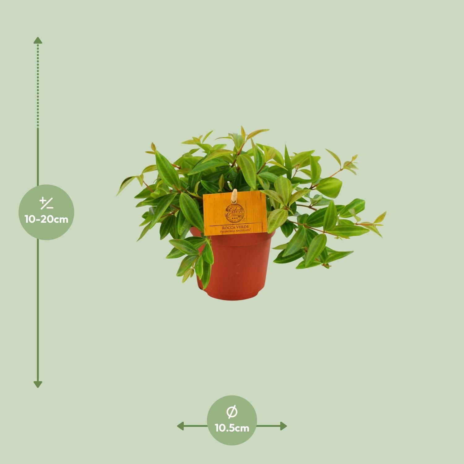 Peperomia Angulata Zimmerpflanze